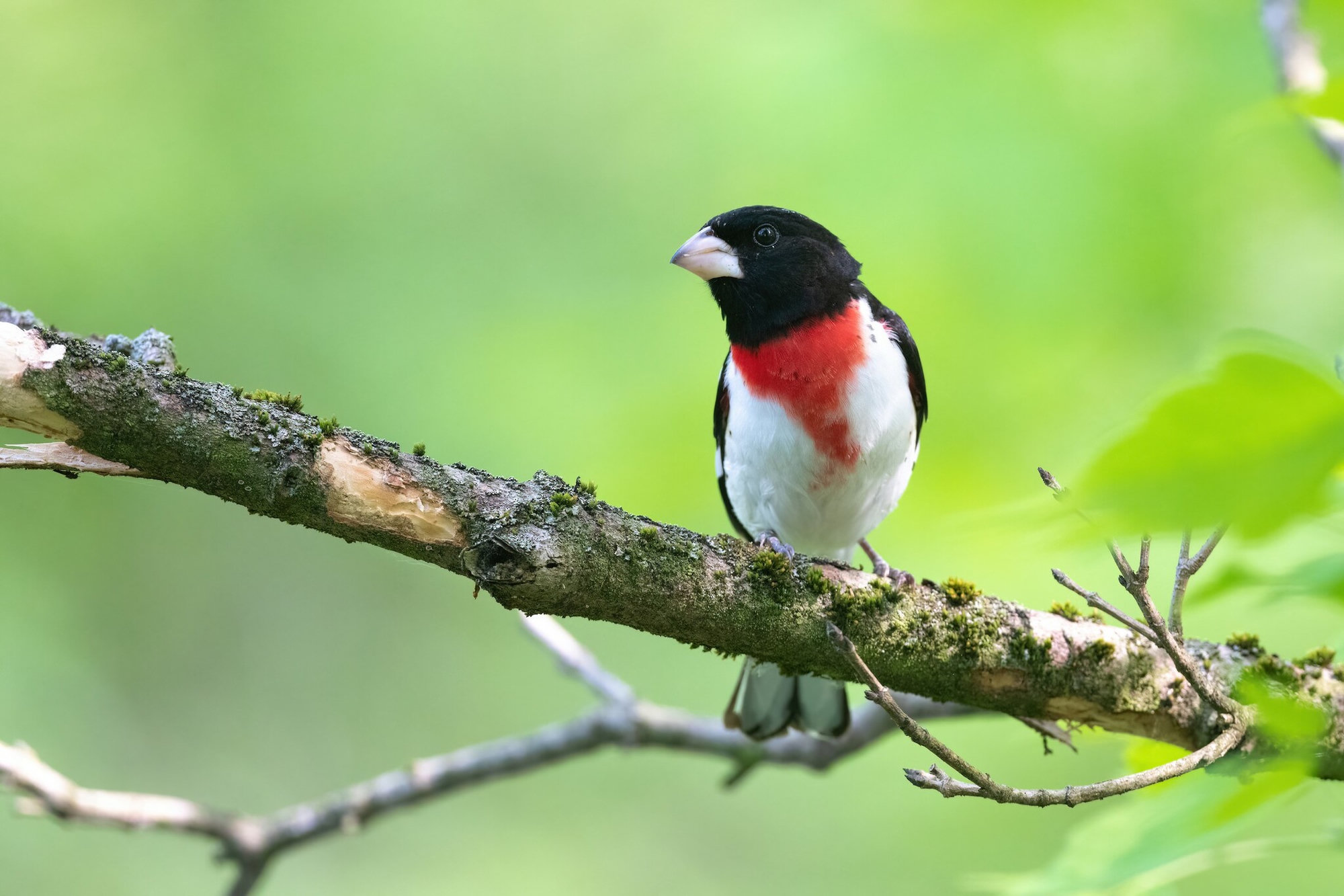 A male rose-breasted grosbeak perched on a mossy branch, black above and white below with a bright rose-red triangle on its breast and a heavy pale bill.
