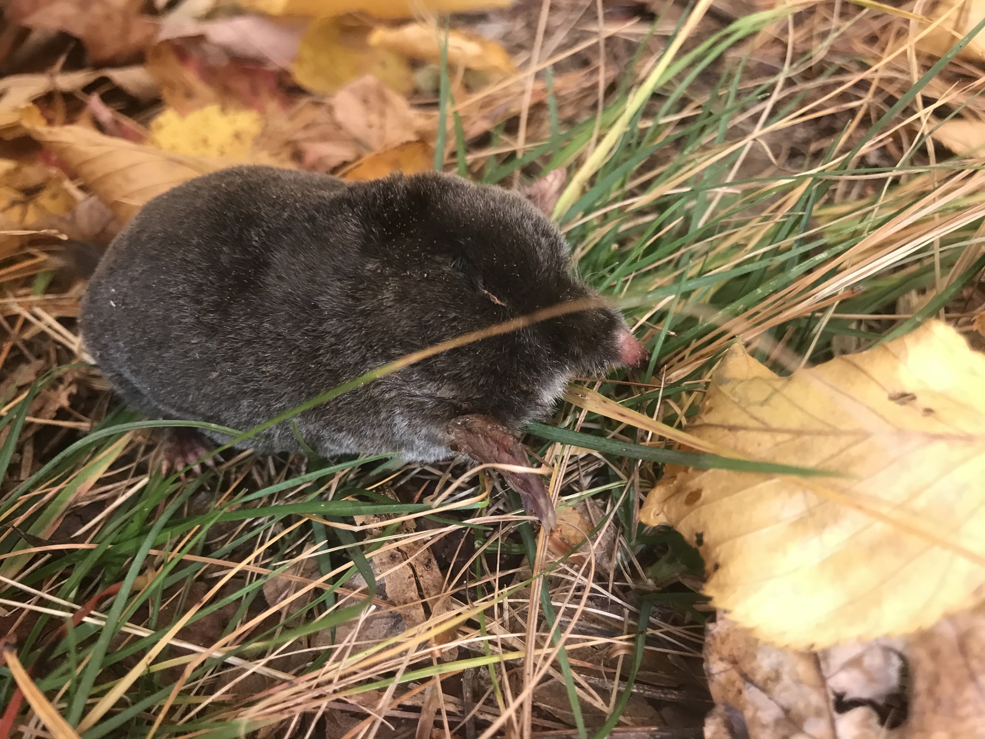 A black hairy-tailed mole among grass and fallen autumn leaves, its velvety coat catching the light.