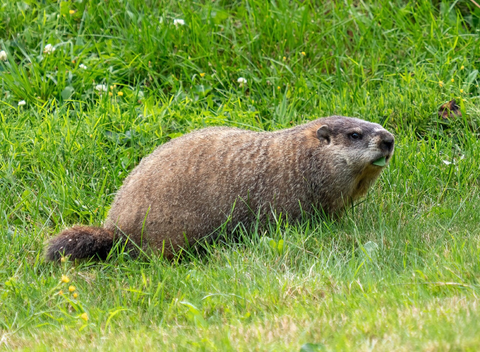 A groundhog grazing in grass and clover, side on and low to the ground, a blade of grass in its mouth.