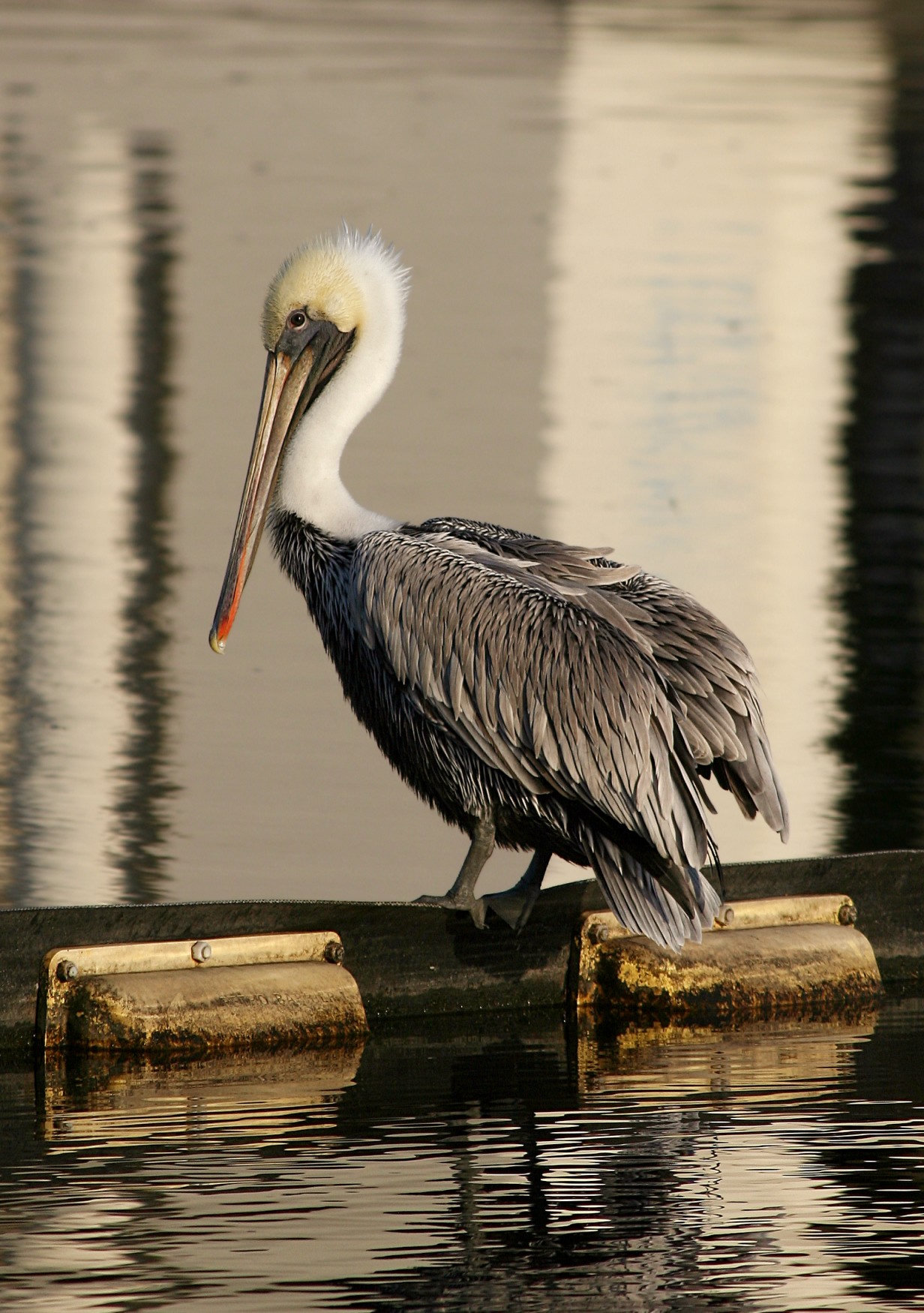 A brown pelican standing on a floating dock, its body streaked silver-grey and brown, its head and neck white and its long bill resting against its chest.