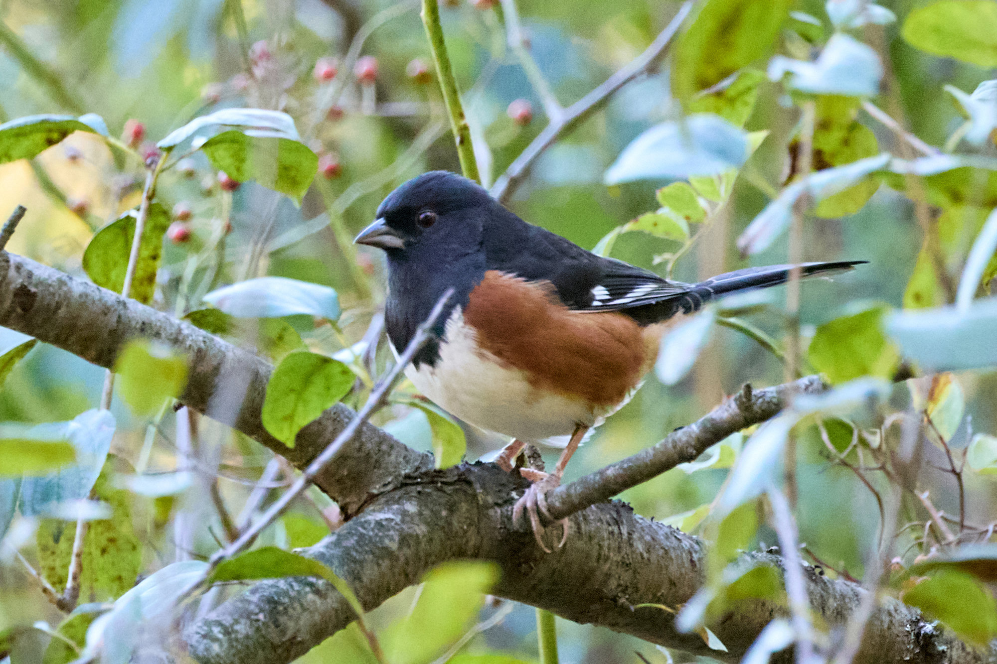 A male eastern towhee perched on a branch, with a black hood and back, rufous sides, a white belly, a red eye and white patches on its long black tail.