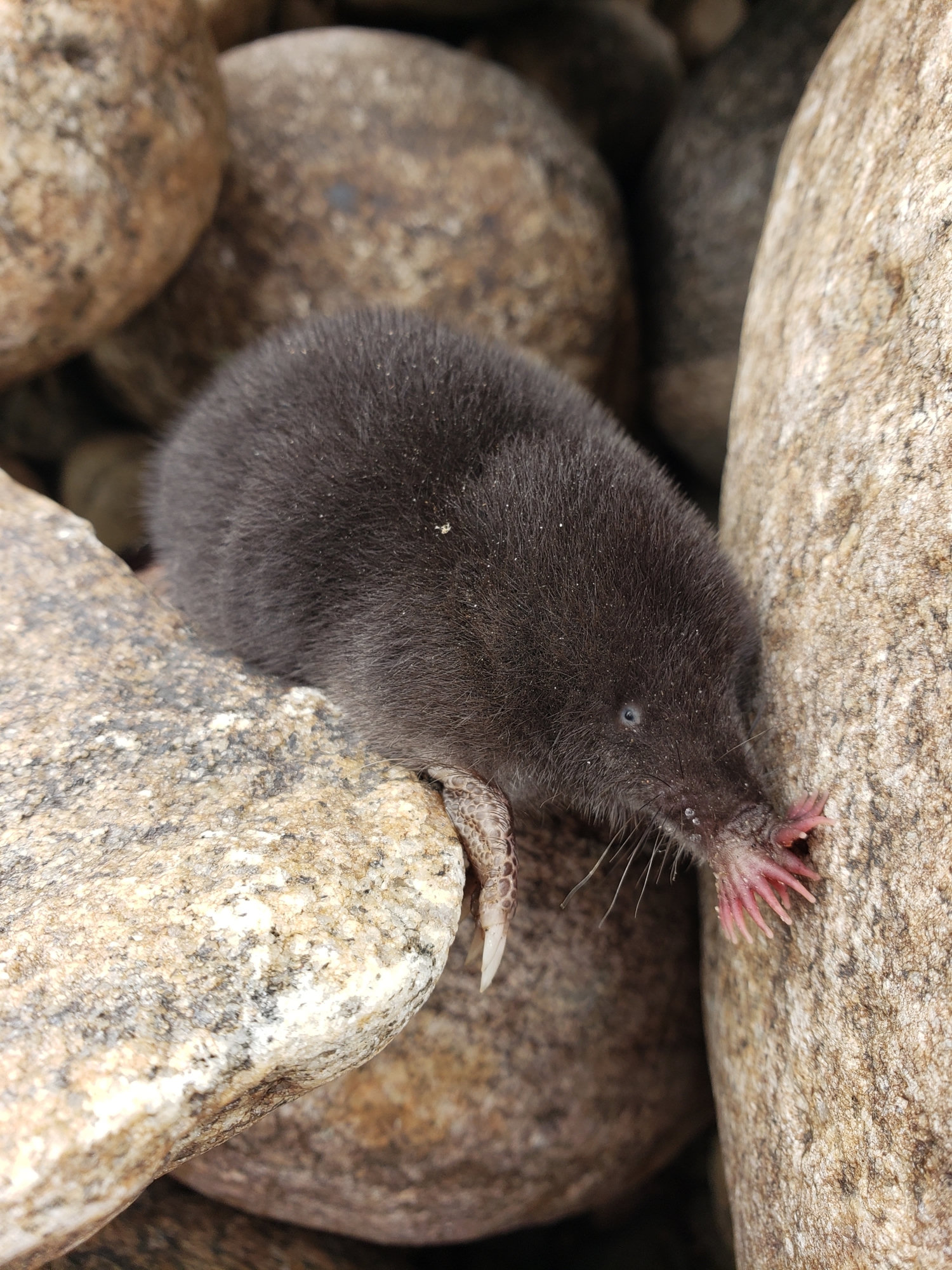 A dark star-nosed mole between smooth stones, the pink, fleshy star of tentacles on its snout clearly visible.