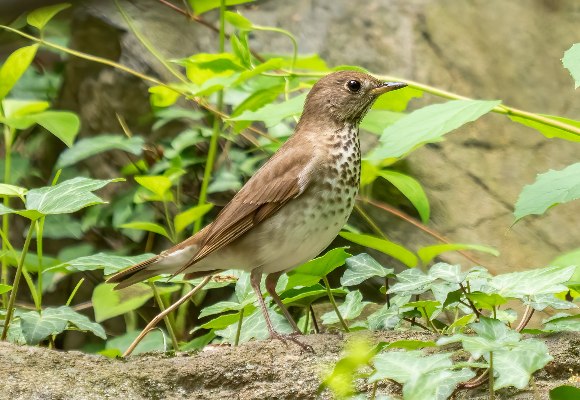 A gray-cheeked thrush standing among ivy, cold olive-grey above with grey cheeks, a faint eye-ring and dark spots on its breast.