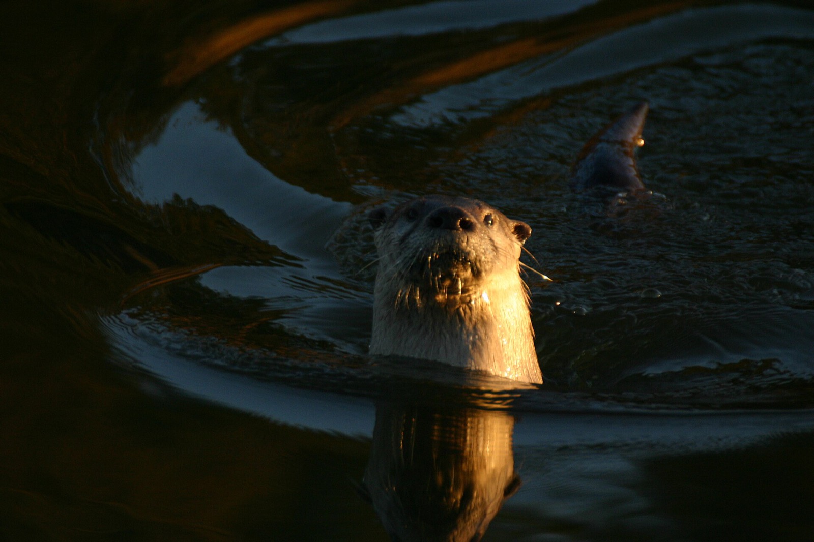 A river otter's head above dark water at sunset, whiskers and muzzle lit, looking towards the camera.