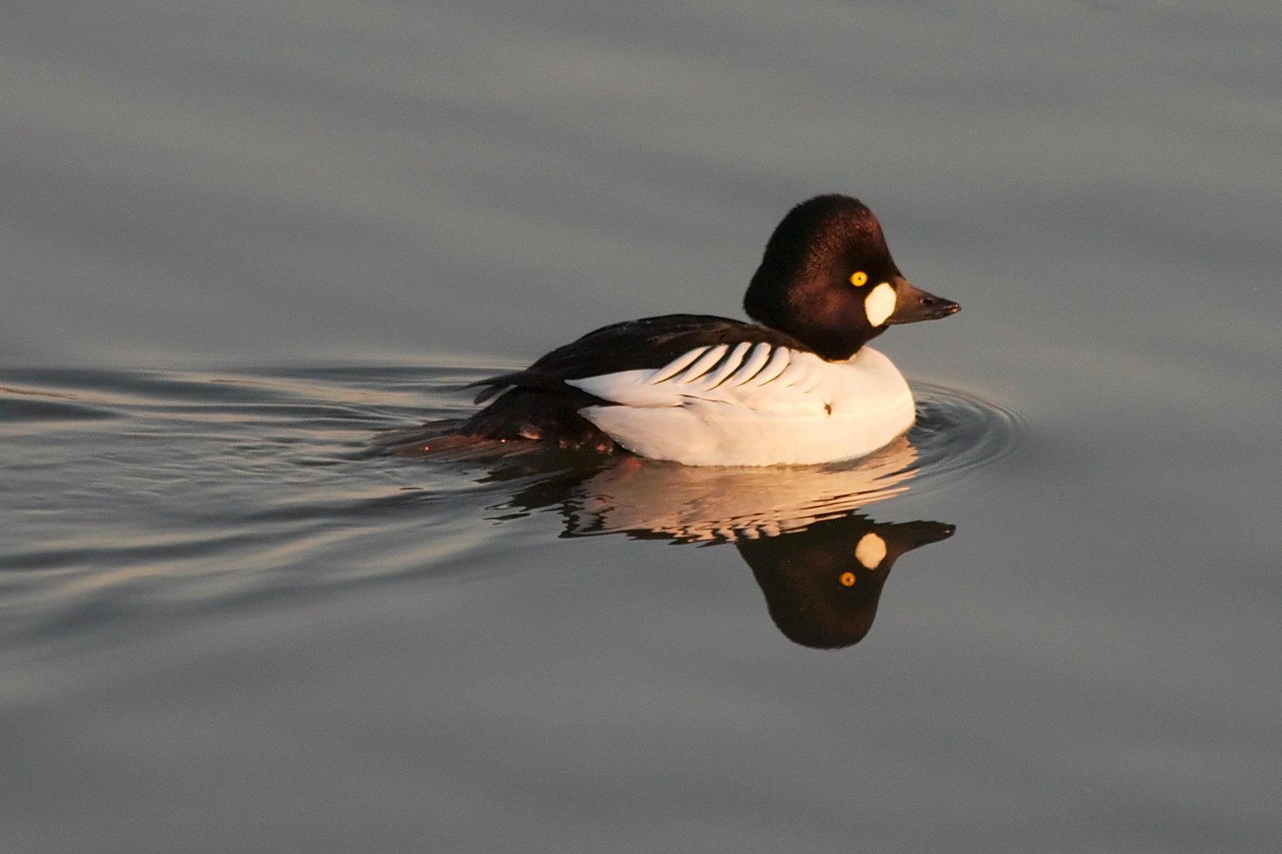 A male common goldeneye swimming on calm water at dusk, his round white face spot and golden eye catching the light.