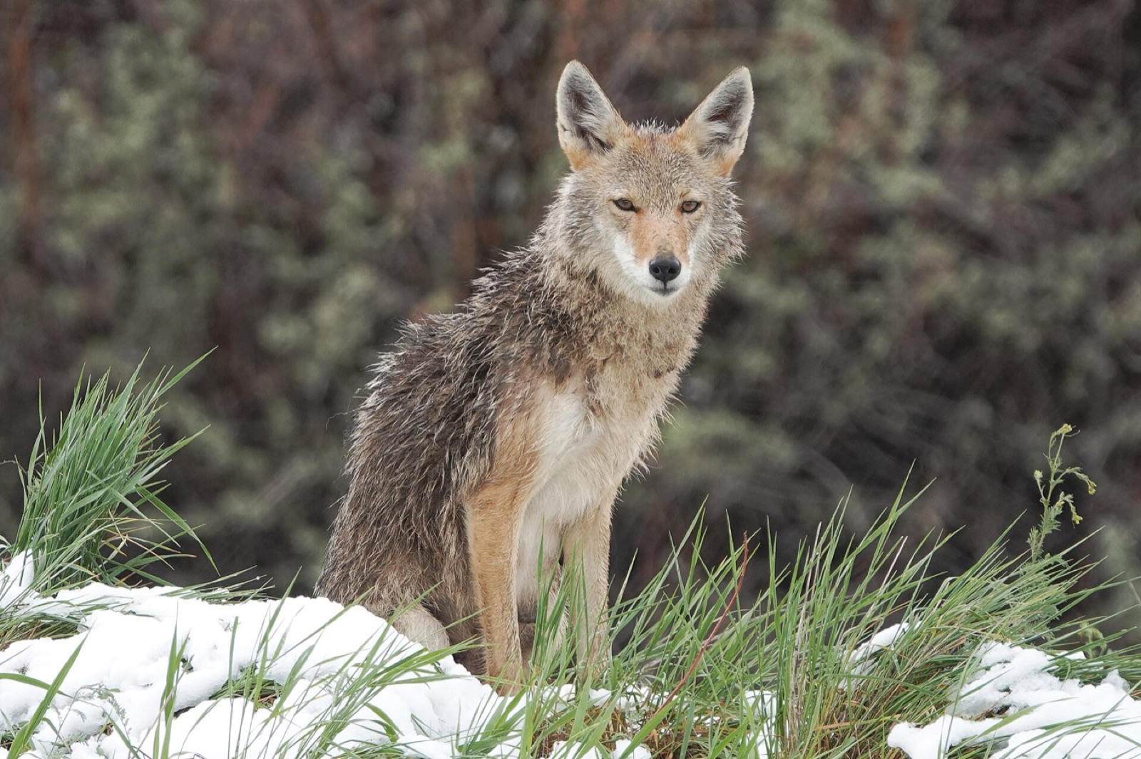 A coyote sitting calmly in grass with patches of snow, coat thick, looking towards the camera.