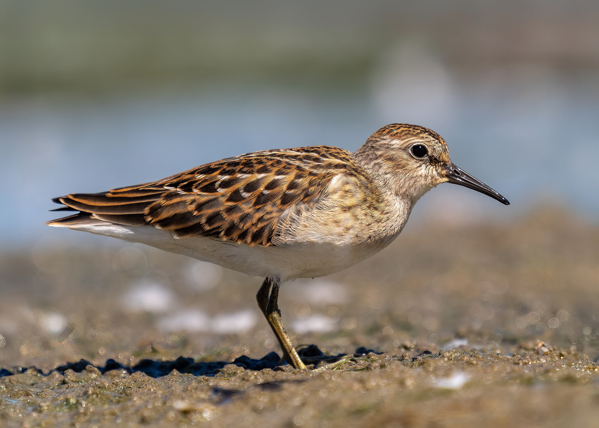 A least sandpiper crouched on a mudflat in warm light, its streaked brown back, thin drooping bill and yellowish legs showing.