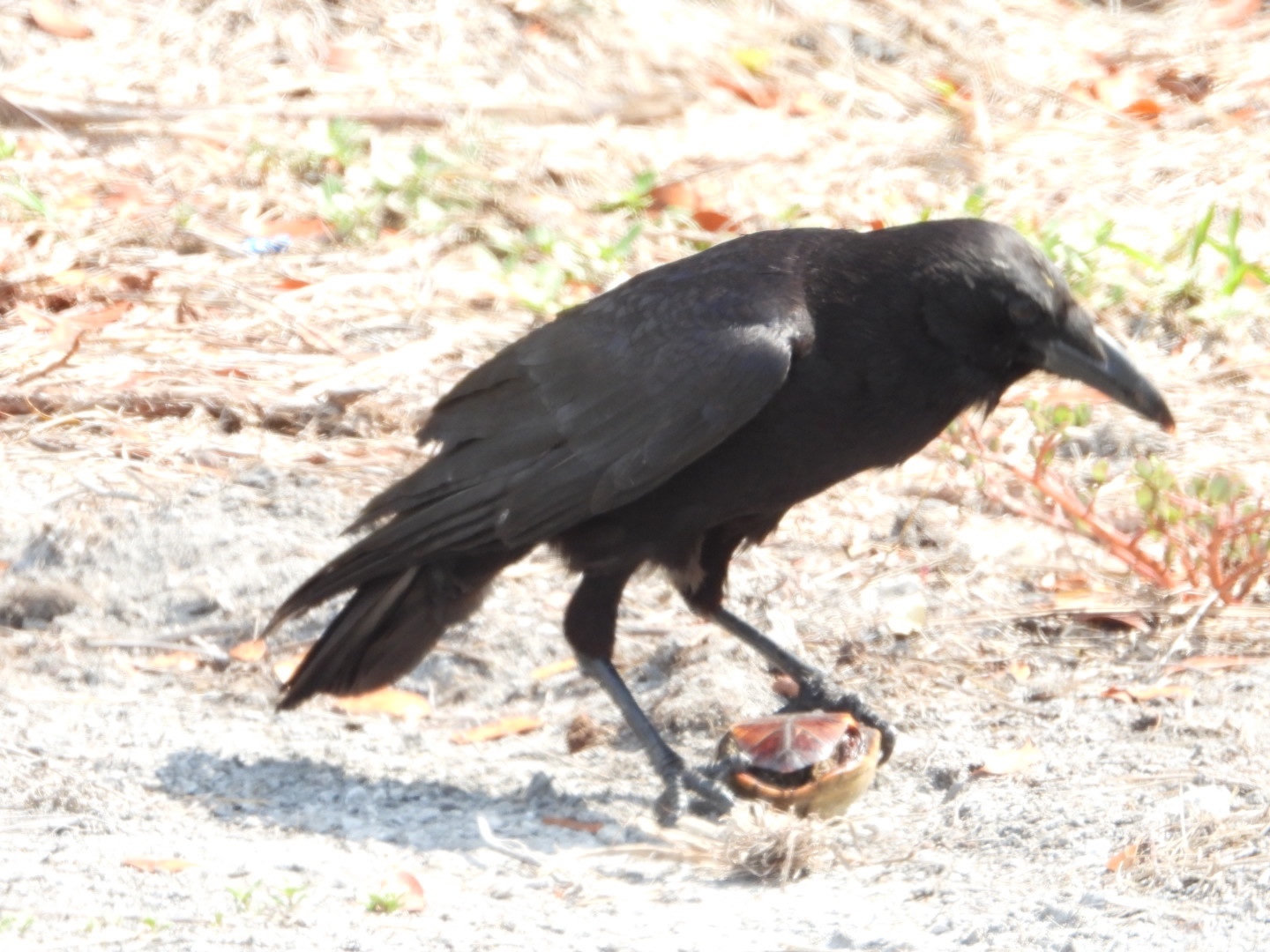 An American crow walking over sandy ground in Florida, glossy black all over with a thick black bill and strong black legs.