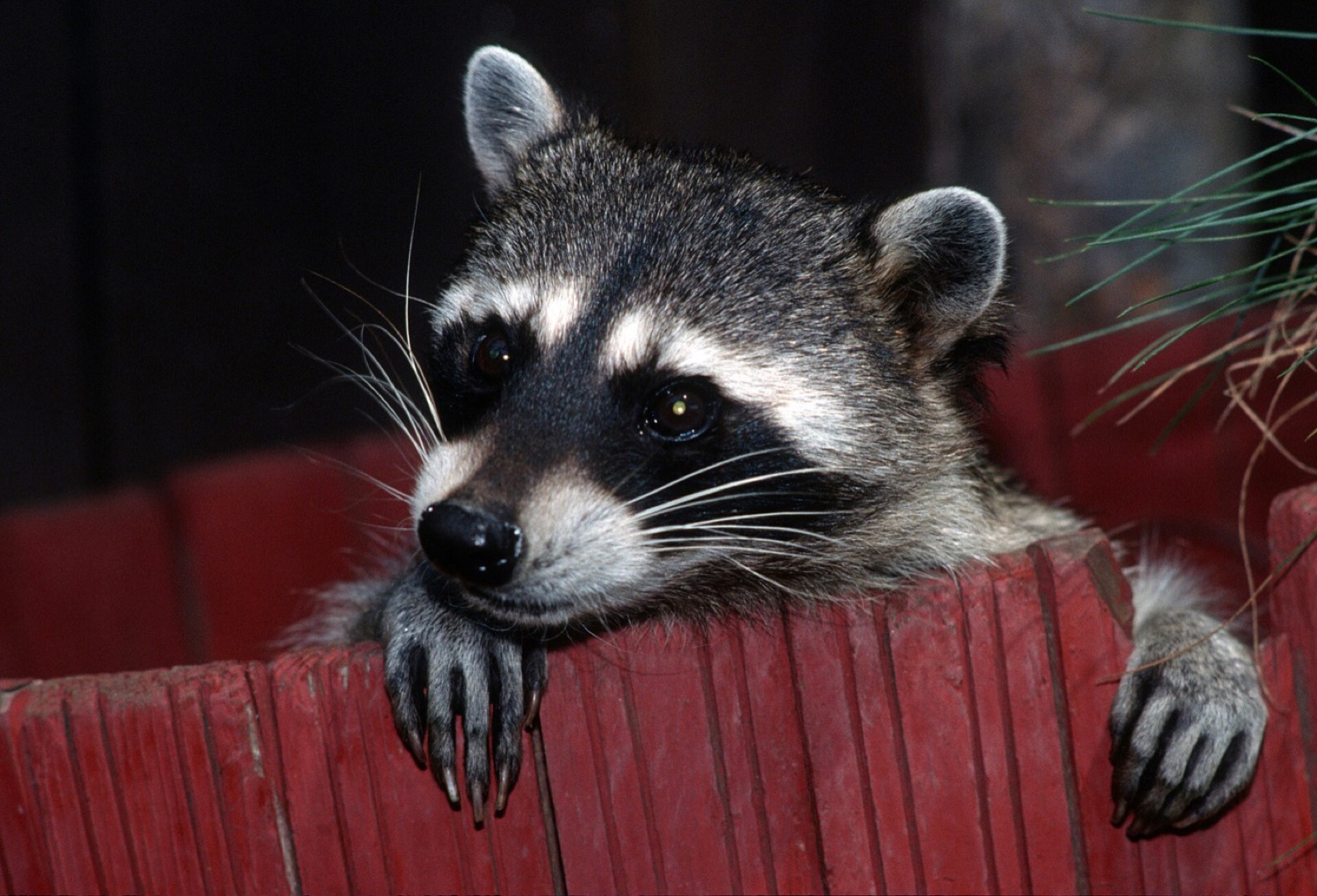 A raccoon looking over the top of a red wooden fence with both front paws hooked over the boards, long claws visible.