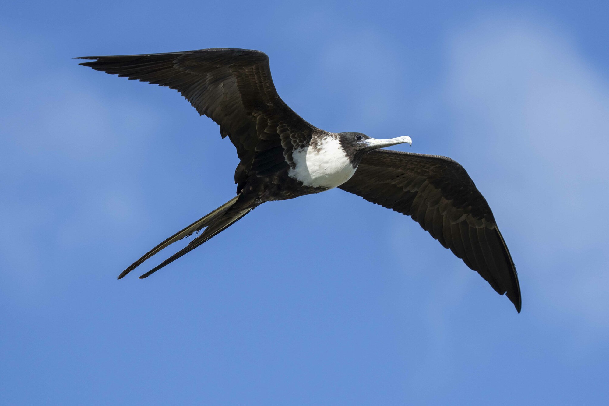 A female magnificent frigatebird soaring against a blue sky on long, sharply angled black wings, with a white breast and a long, deeply forked tail.