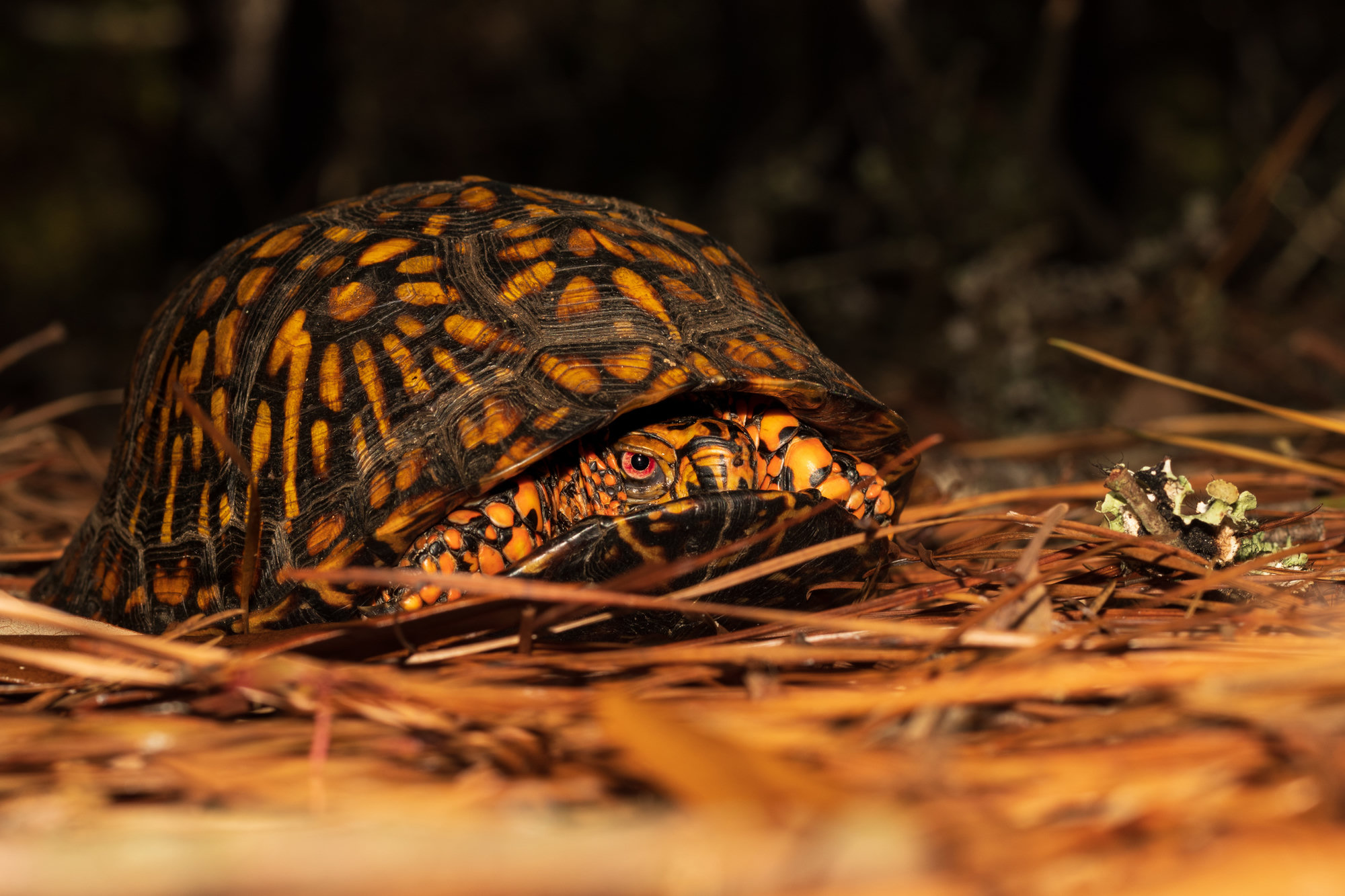 An eastern box turtle among pine needles, its high-domed shell patterned in orange and yellow on black.