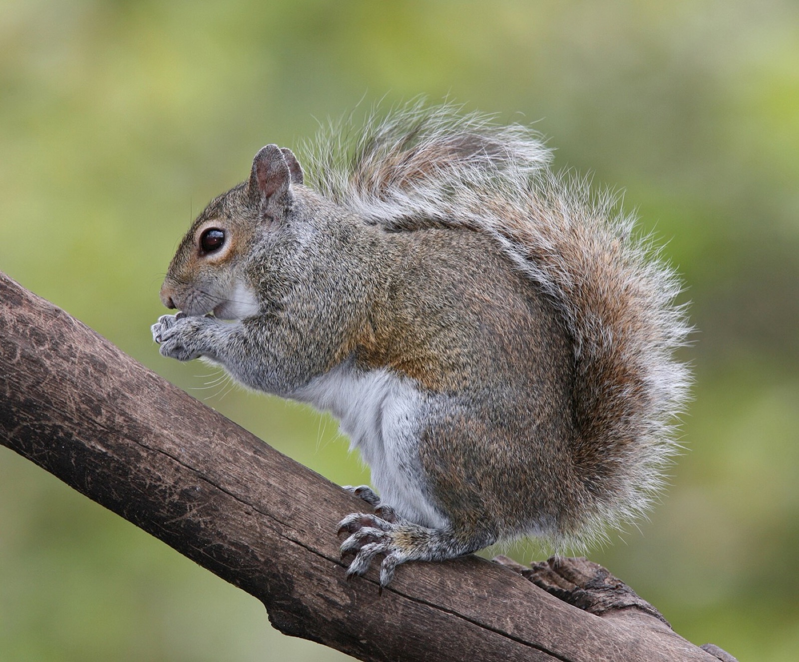 An eastern grey squirrel sitting on a branch in profile, feeding, coat and tail full.