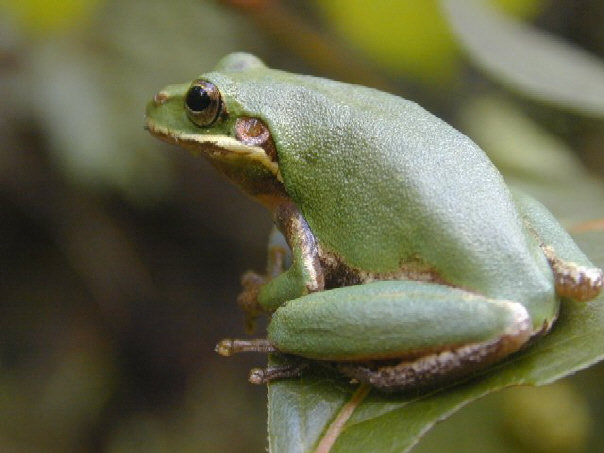 A squirrel treefrog sitting on a leaf, smooth and green with a pale line along its lip and side.
