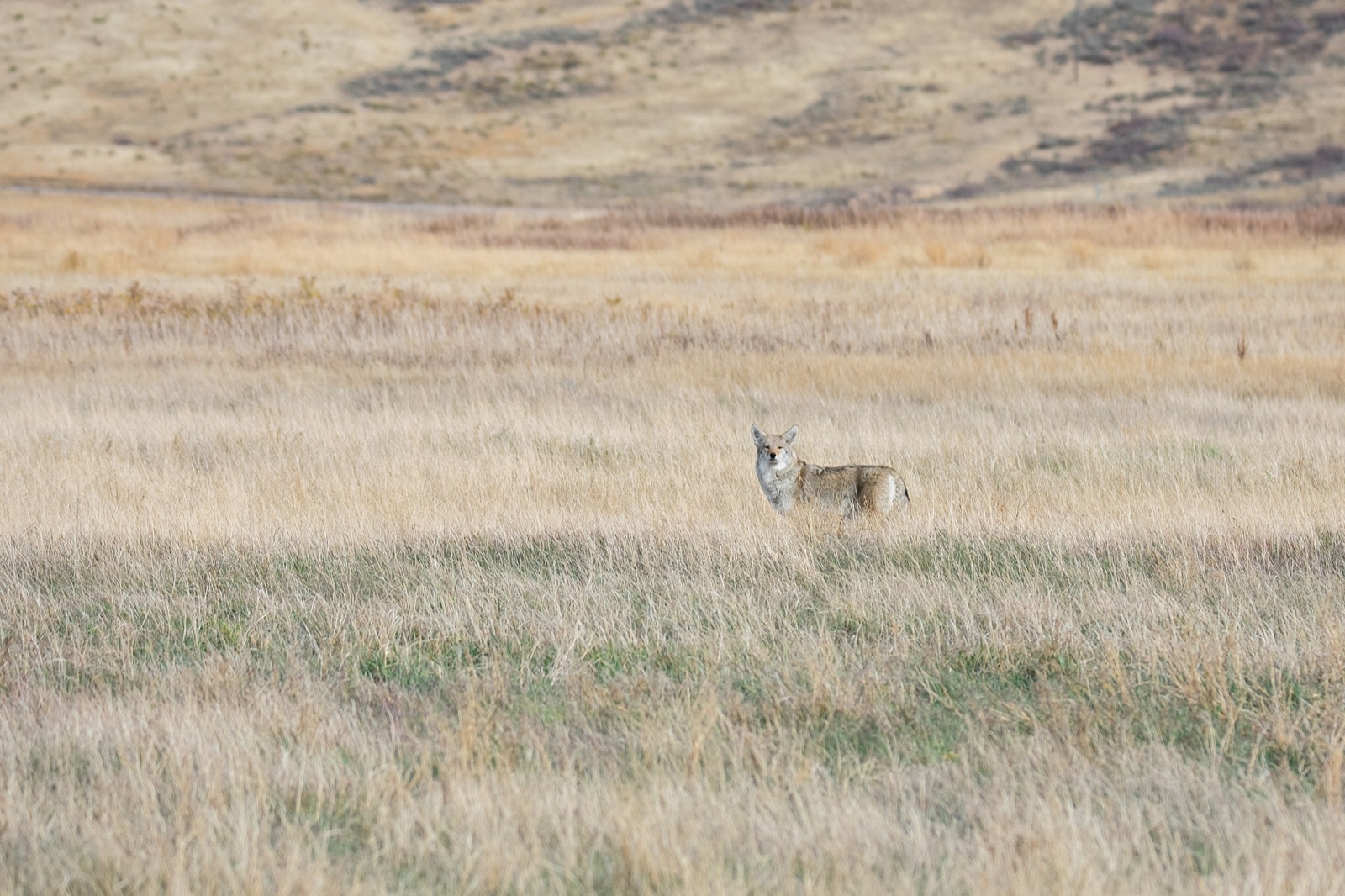 A coyote standing at a distance in open grassland, looking back towards the camera.