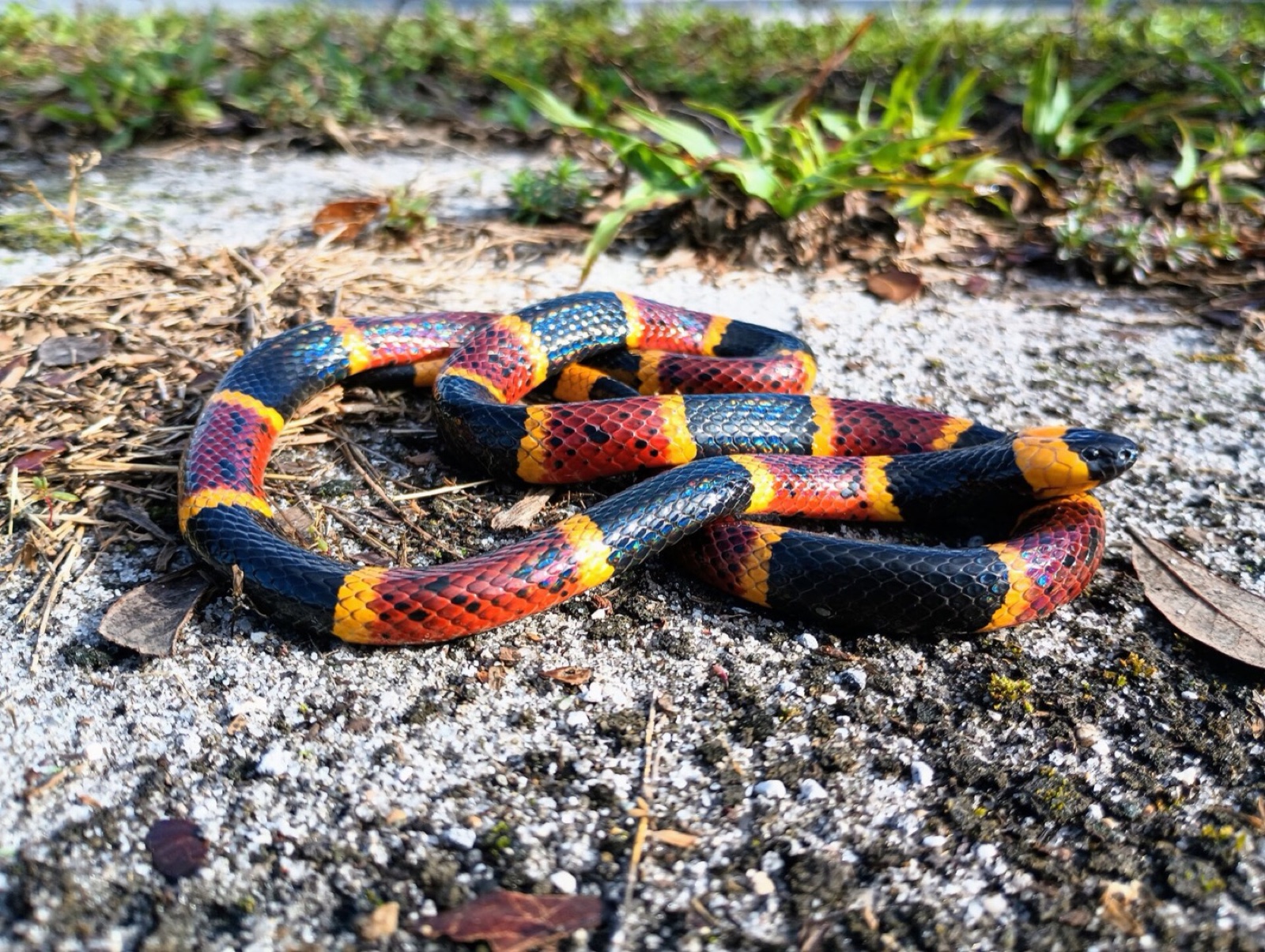 An eastern coral snake coiled on sand beside grass, its snout black and its red bands bordered by narrow yellow rings.