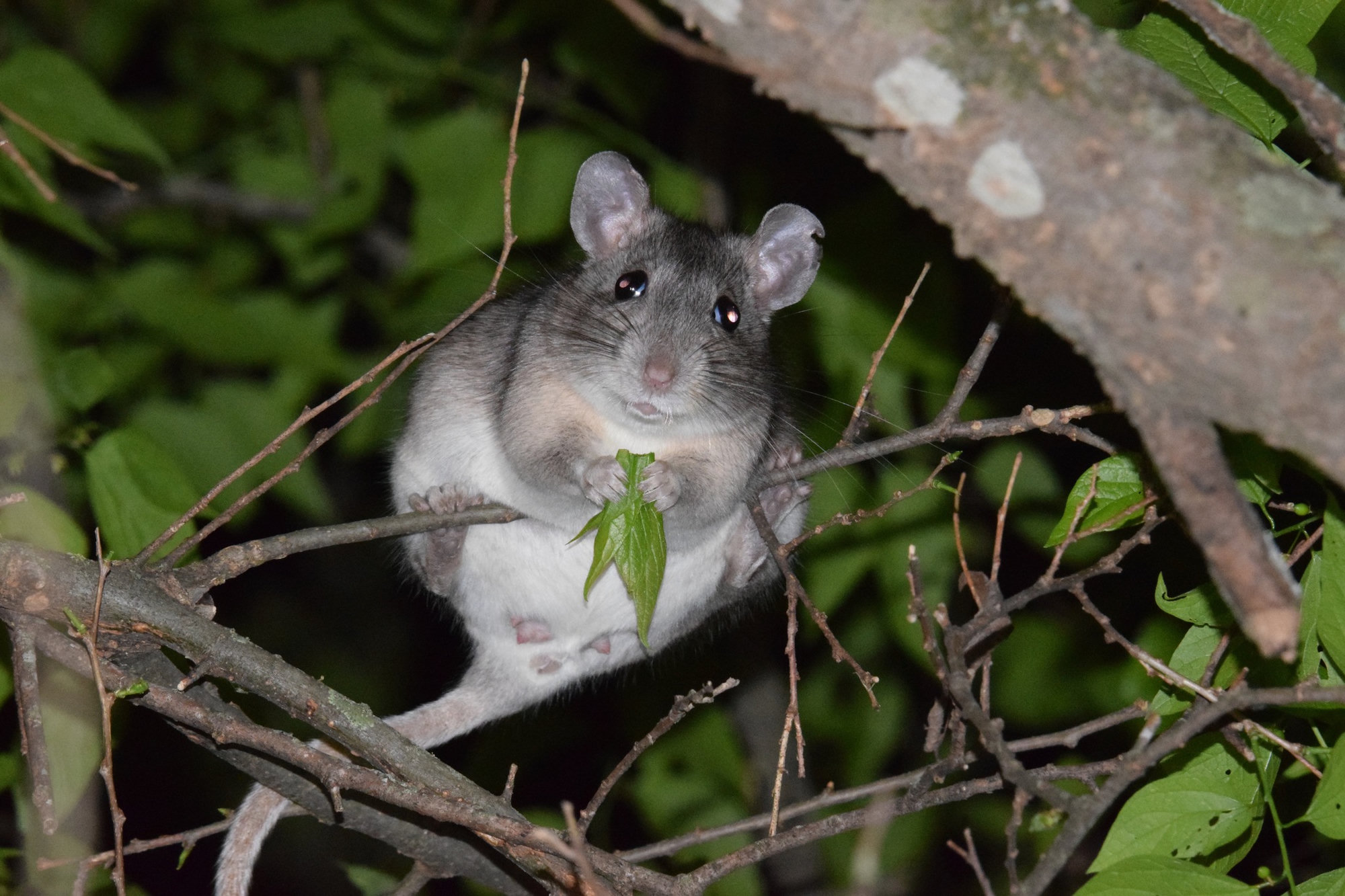 An eastern woodrat sitting in a shrub at night holding a green leaf, its large ears and dark eyes facing the camera.