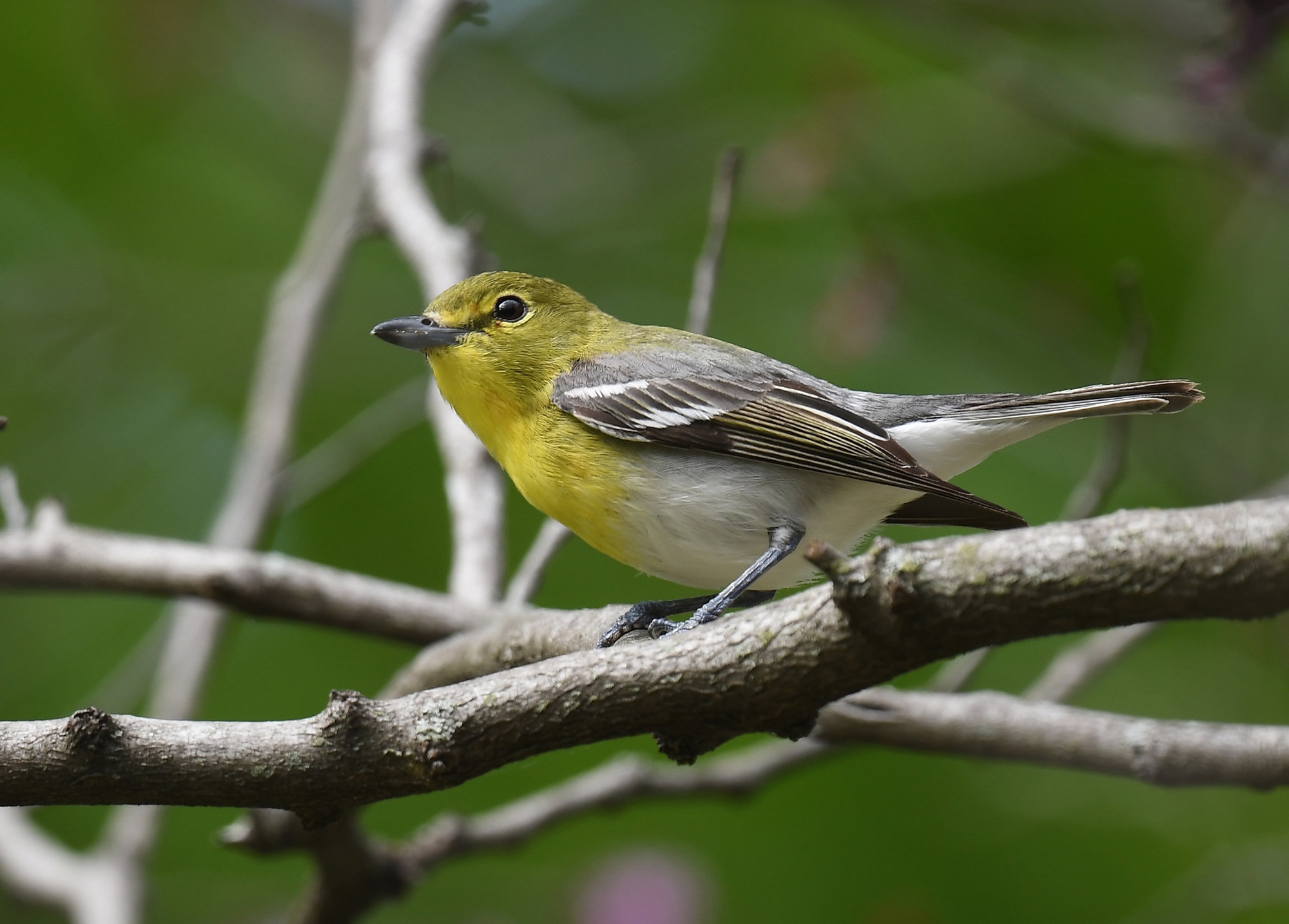 A yellow-throated vireo perched on a branch, with a bright yellow throat and breast, yellow spectacles, a white belly and two bold white wing bars.