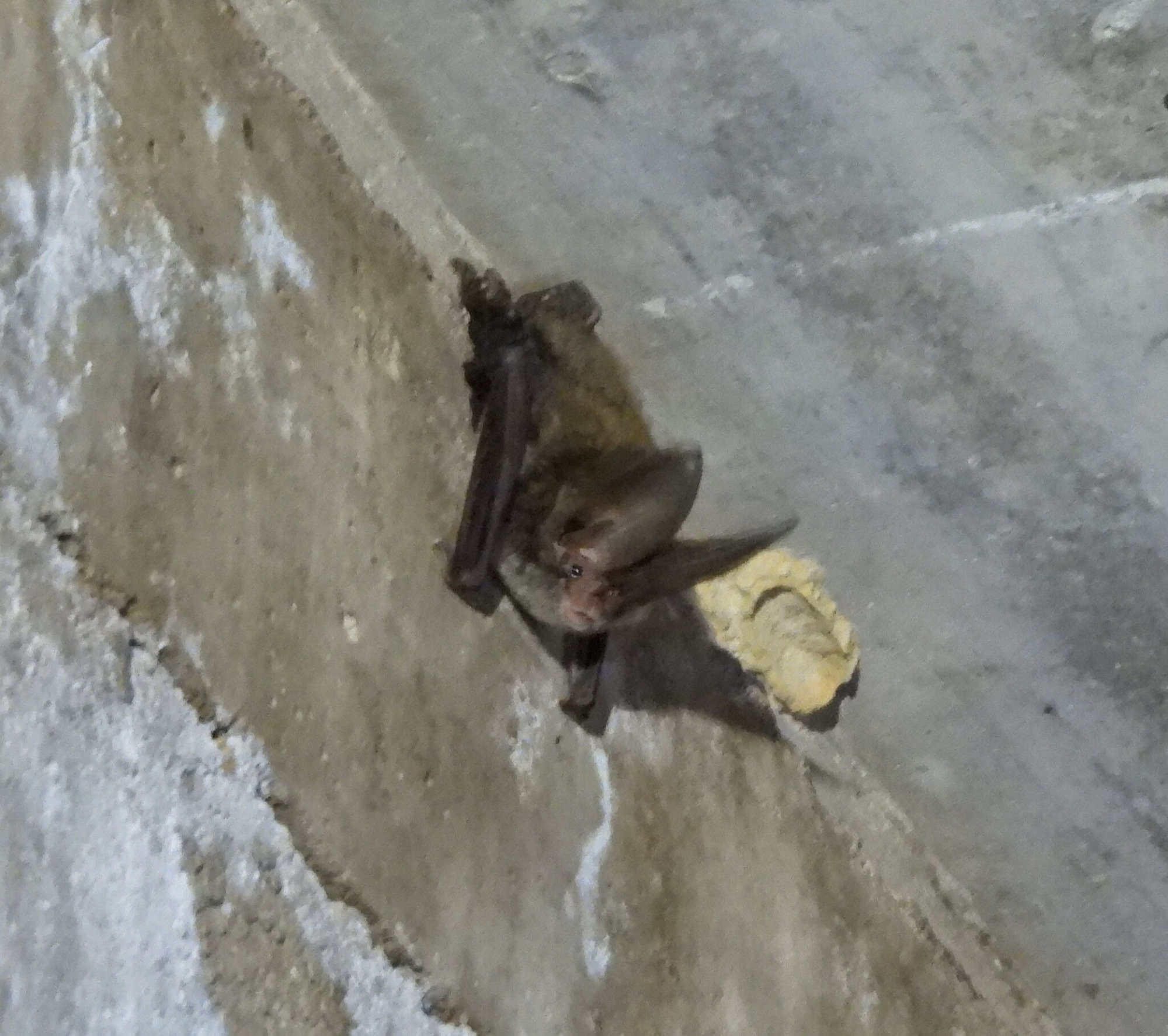 A Rafinesque's big-eared bat clinging to a concrete wall, its very long ears raised beside its face.