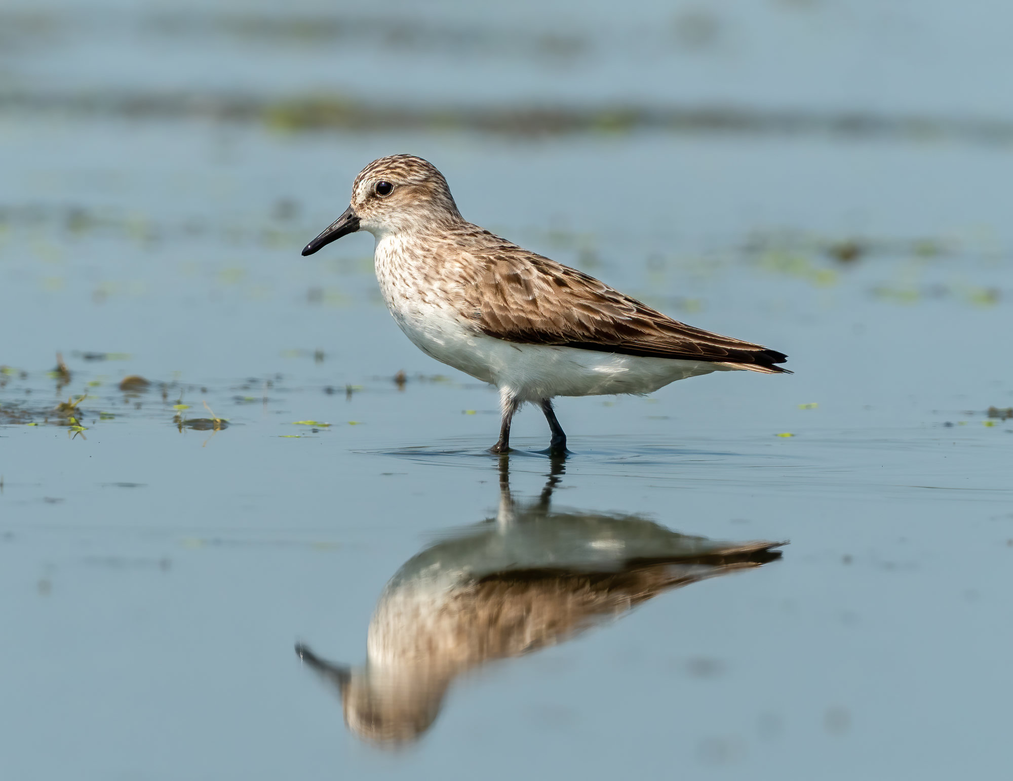A semipalmated sandpiper wading in calm water, its short straight black bill and grey-brown back reflected below.