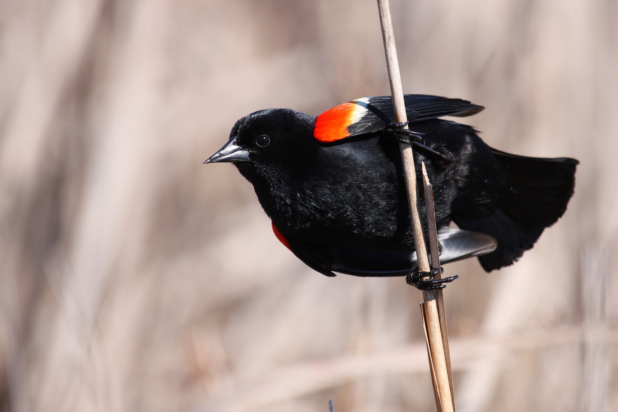 A male red-winged blackbird clinging to a reed stem, glossy black with bright red shoulder patches edged in yellow.