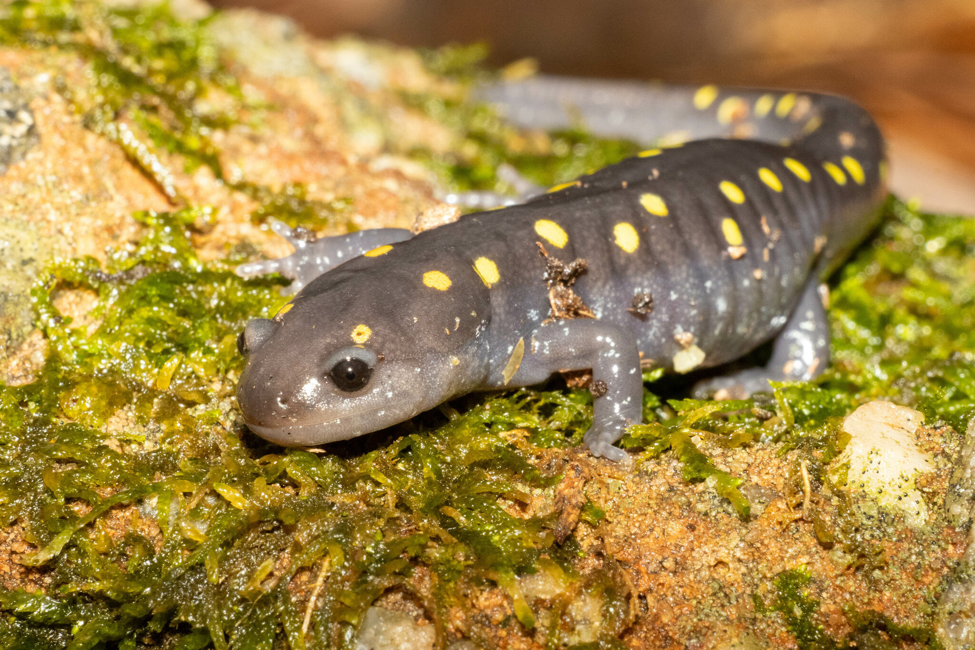 A spotted salamander on a mossy rock in Georgia, slate grey with two rows of round yellow spots.