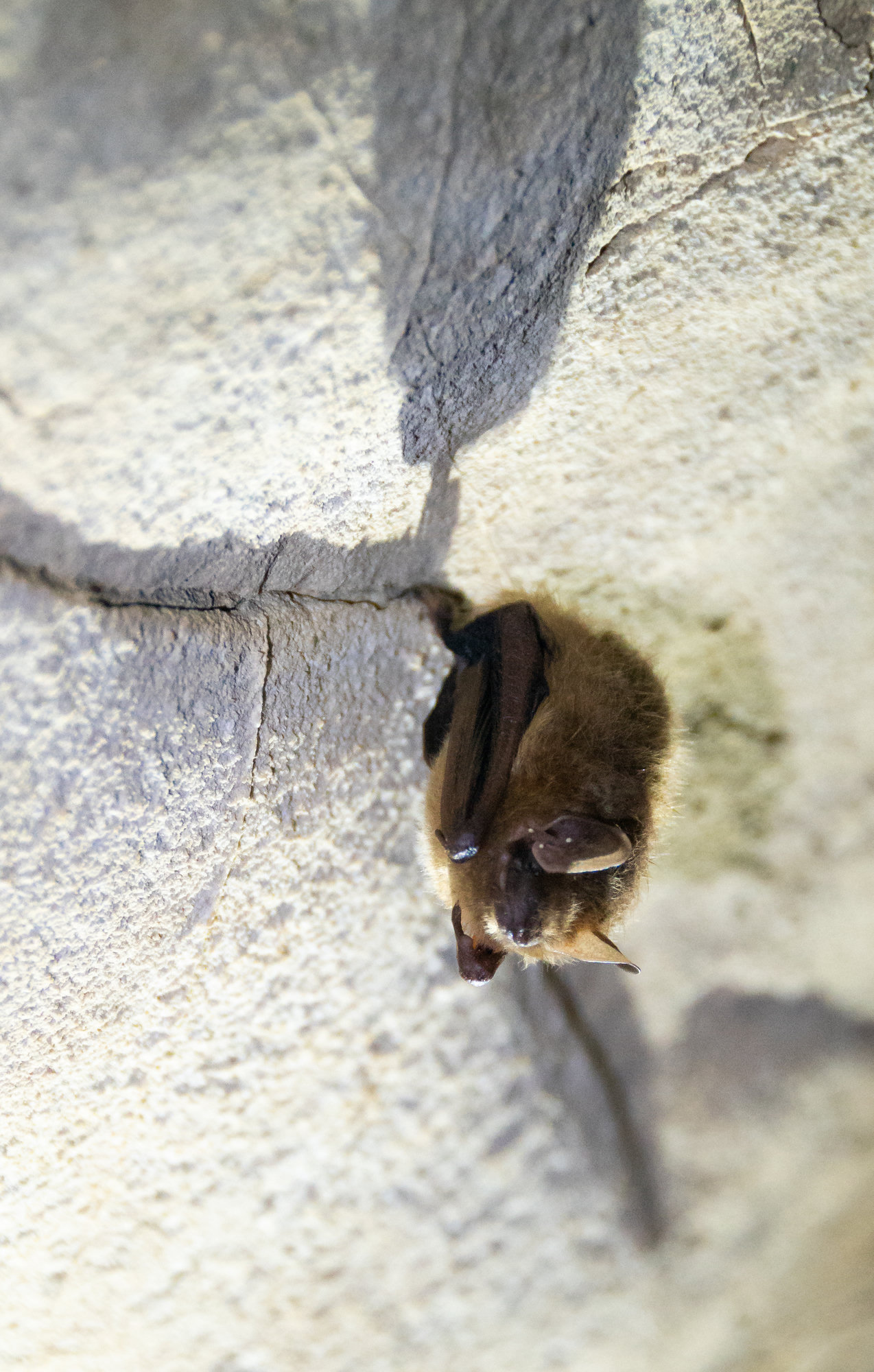A small tricolored bat hanging from the pale rock of a cave wall, its golden-brown fur and dark wings folded close.