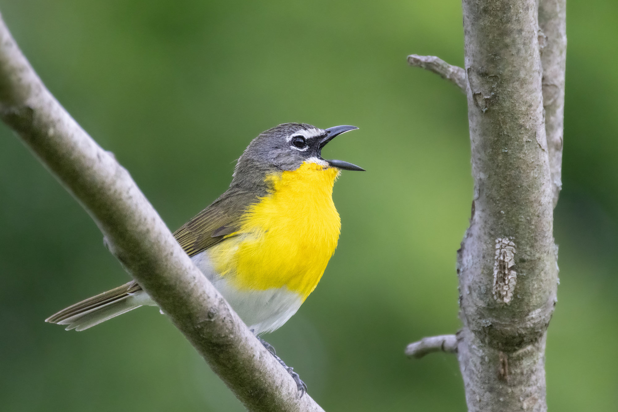 A yellow-breasted chat singing from a branch, olive-green above with a brilliant yellow throat and breast, white spectacles and a thick, dark bill.