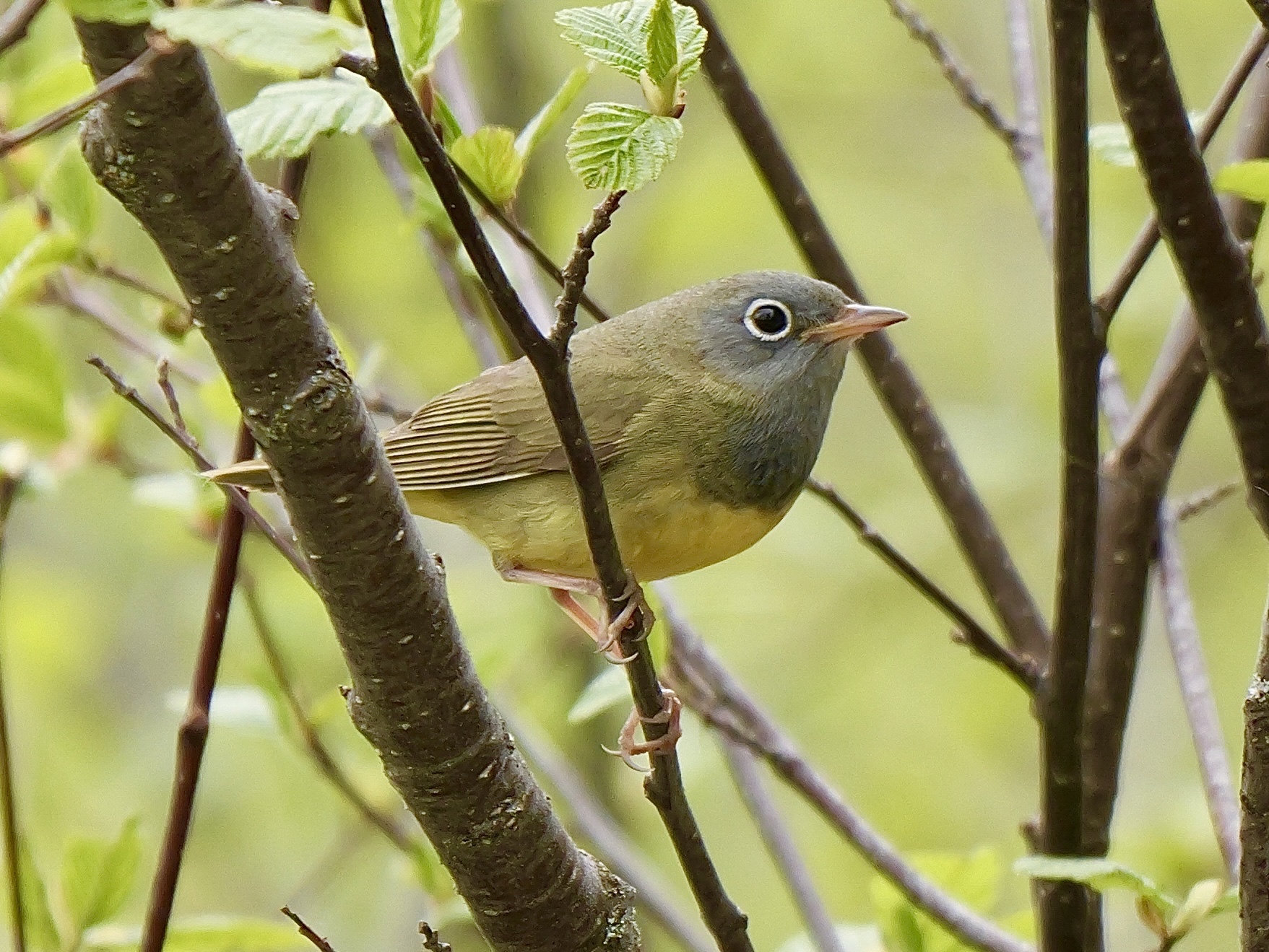 A Connecticut warbler perched among budding branches, with a grey hood, a bold, complete white eye-ring, an olive back and yellow underparts.