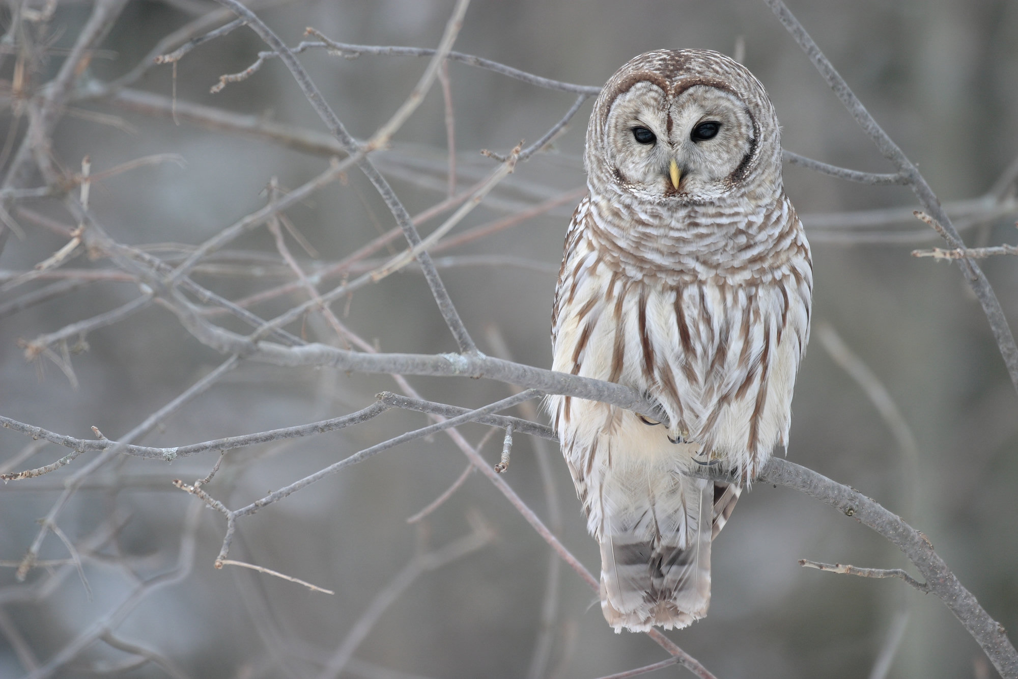 A barred owl perched among bare branches in winter, grey-brown with a round head, no ear tufts, dark eyes and brown streaks down its pale belly.