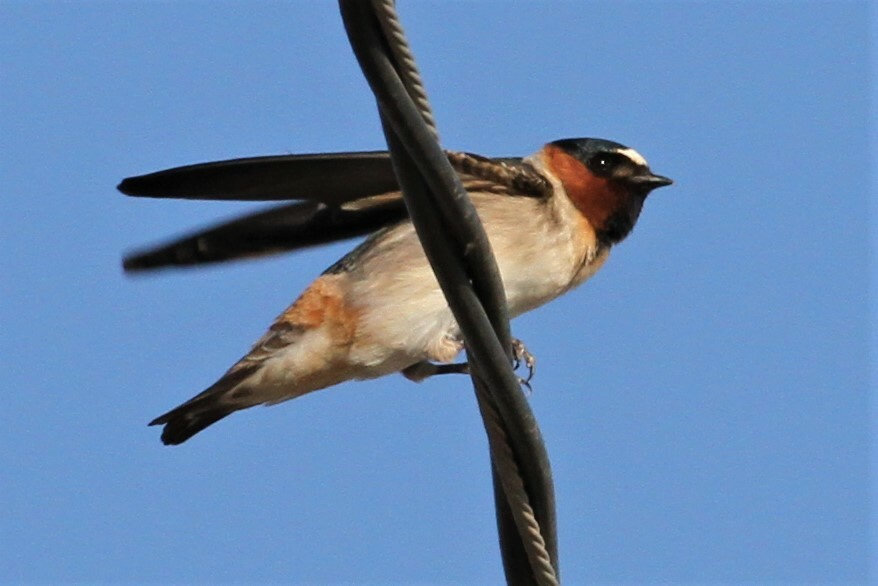 A cliff swallow perched on a wire, with a dark blue-black cap and back, a chestnut face, a pale forehead patch and a square-tipped tail.