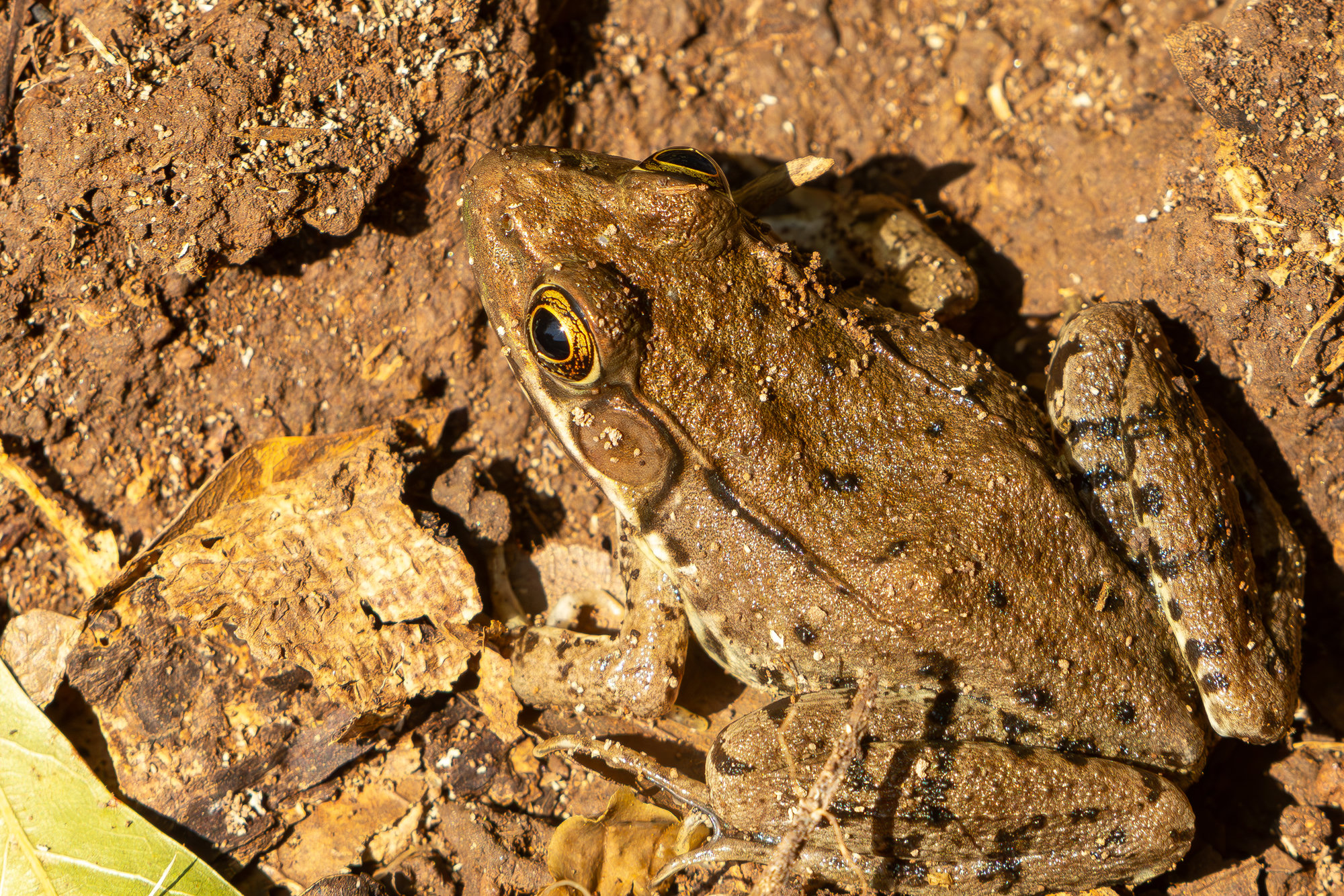 A green frog of the bronze southern form resting on red clay in Georgia, brown with a pale ridge along each side of its back and a large eardrum.