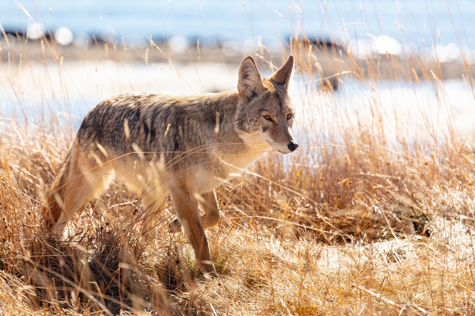A coyote walking through tall dried grass in low sun, ears forward and coat backlit.