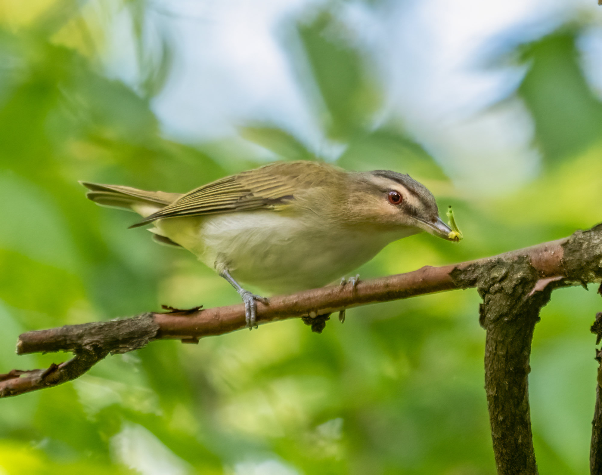 A red-eyed vireo perched on a branch with an insect in its bill, olive-green above and white below, with a grey cap, a white stripe over its red eye and a black line through it.