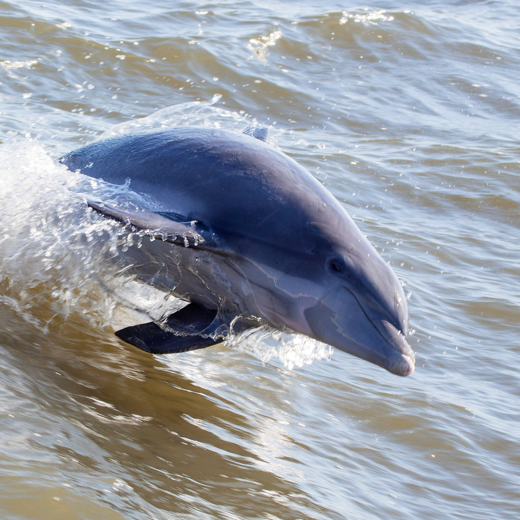 A bottlenose dolphin leaping clear through a wave in Georgia coastal water.