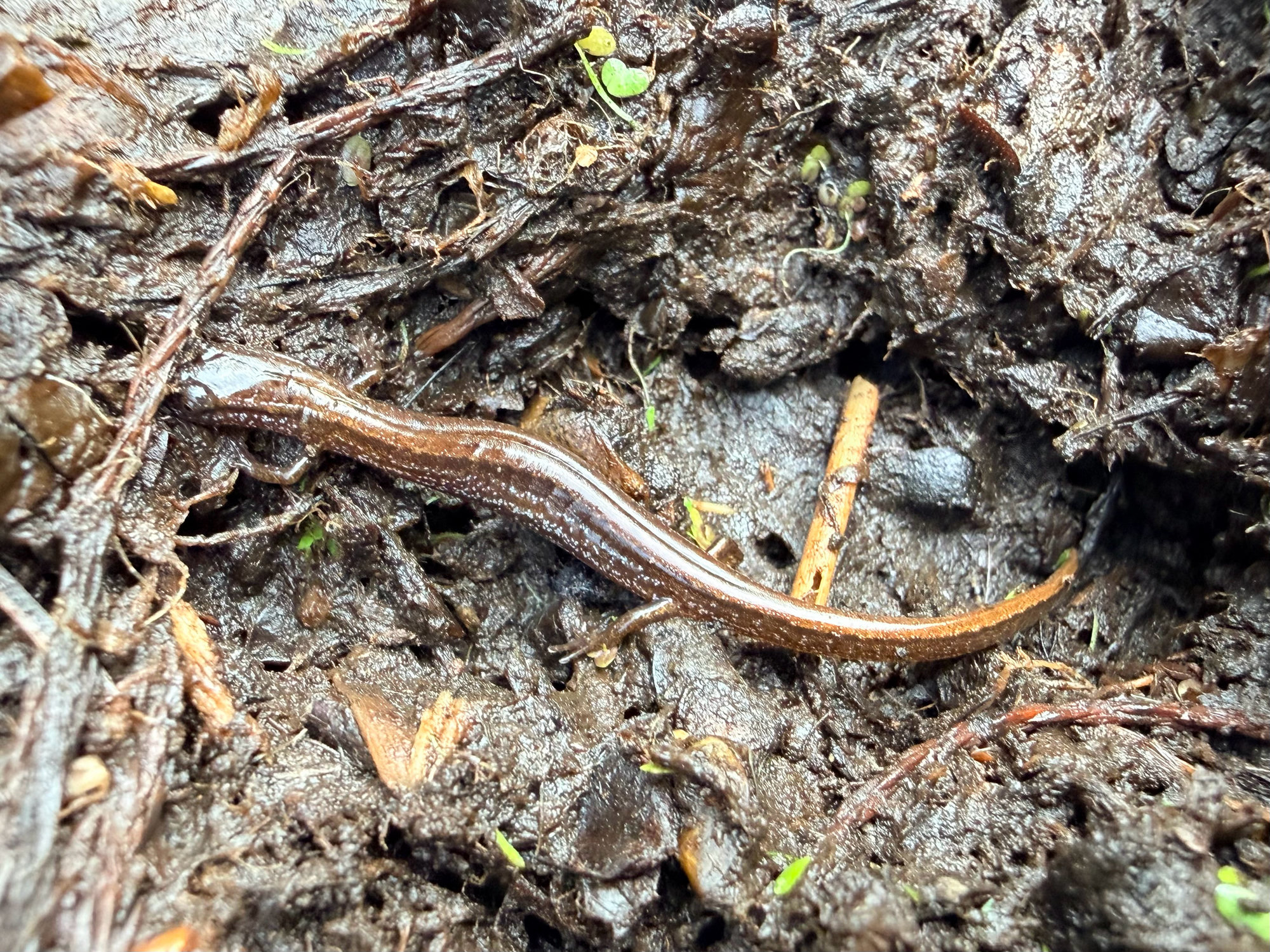 A coastal plain dwarf salamander on damp soil, tiny and slender, golden-brown with a dark stripe along its side.