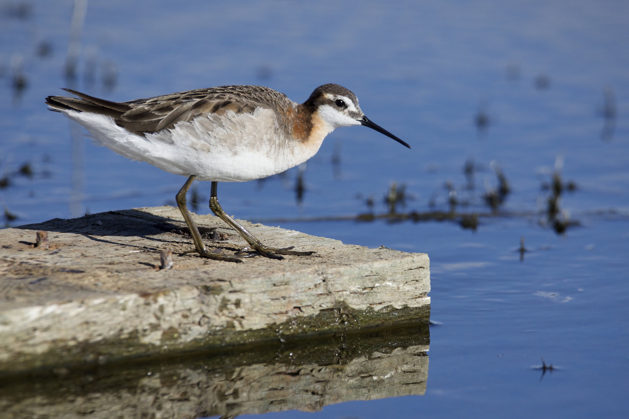 A female Wilson's phalarope standing on a rock at the water's edge, the black-and-cinnamon stripe down her neck bright.