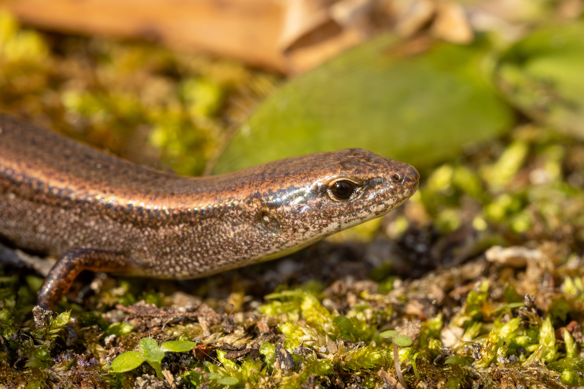 A little brown skink resting on moss, its bronze back edged by a dark stripe along its side.