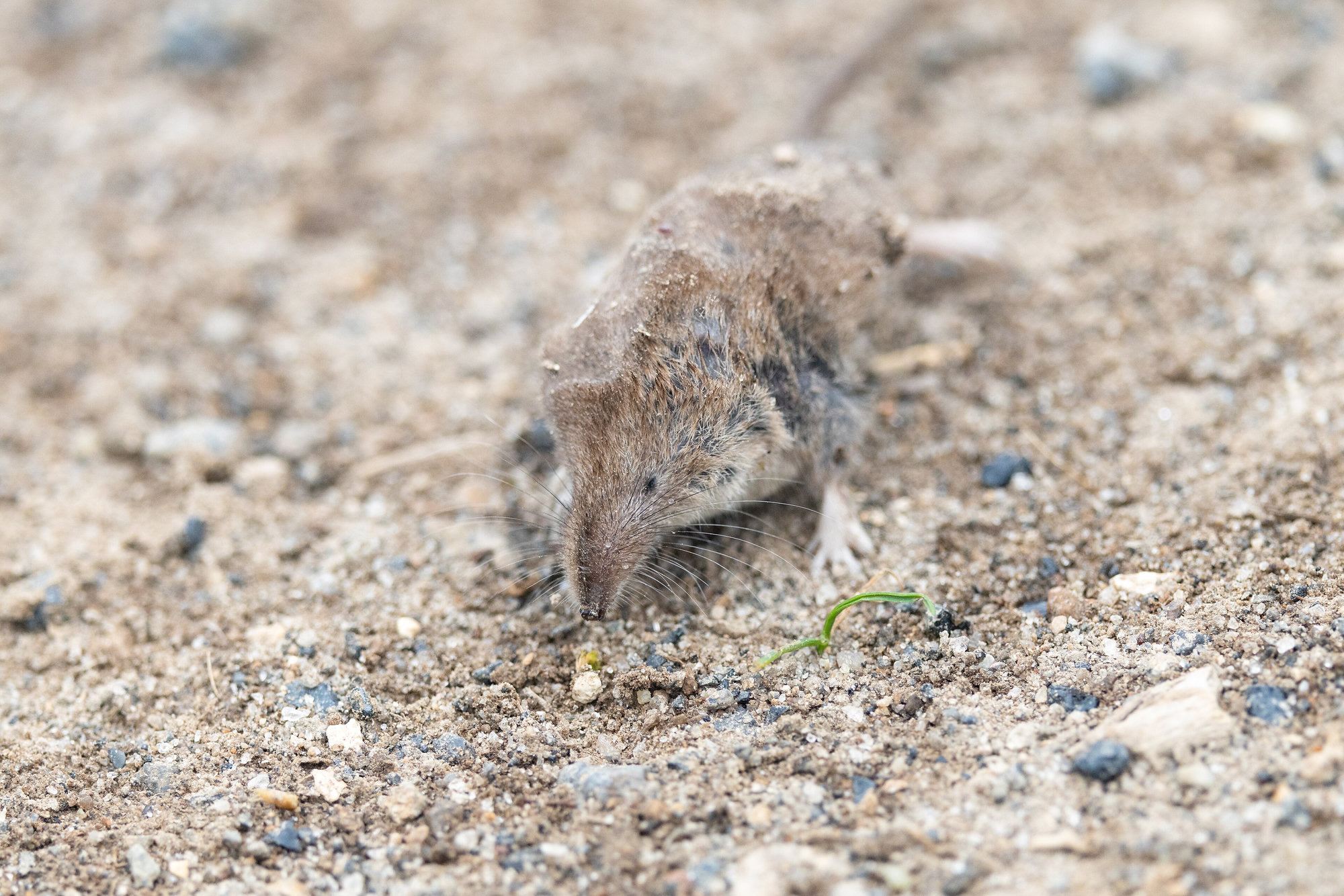 A tiny brown masked shrew foraging on bare sandy ground, its long pointed snout searching the soil.