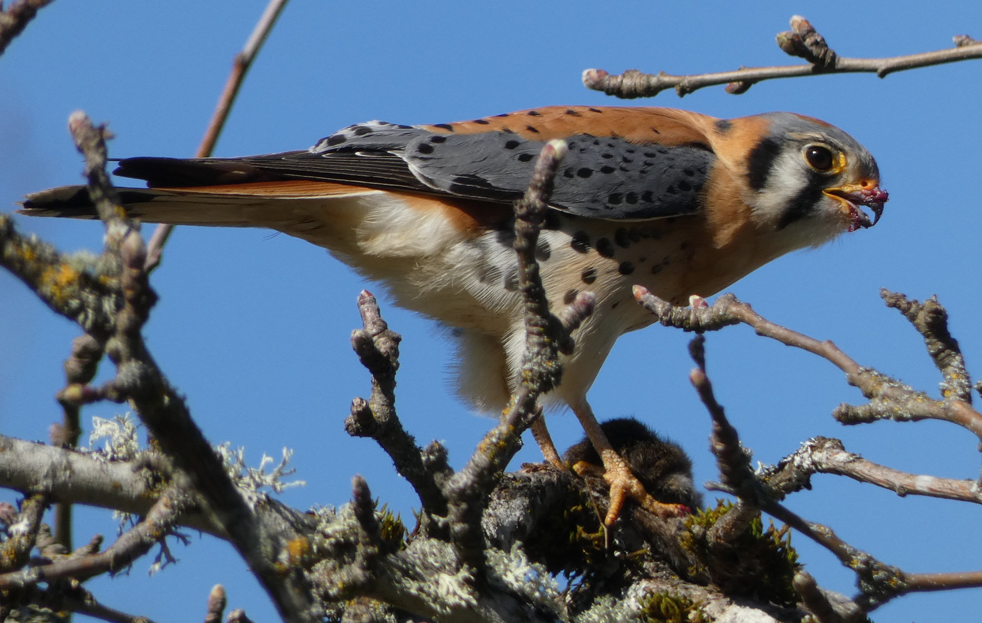 A male American kestrel perched in a bare tree, a small falcon with blue-grey wings, a rusty back and tail, a spotted buff breast and two black stripes on each side of its face.