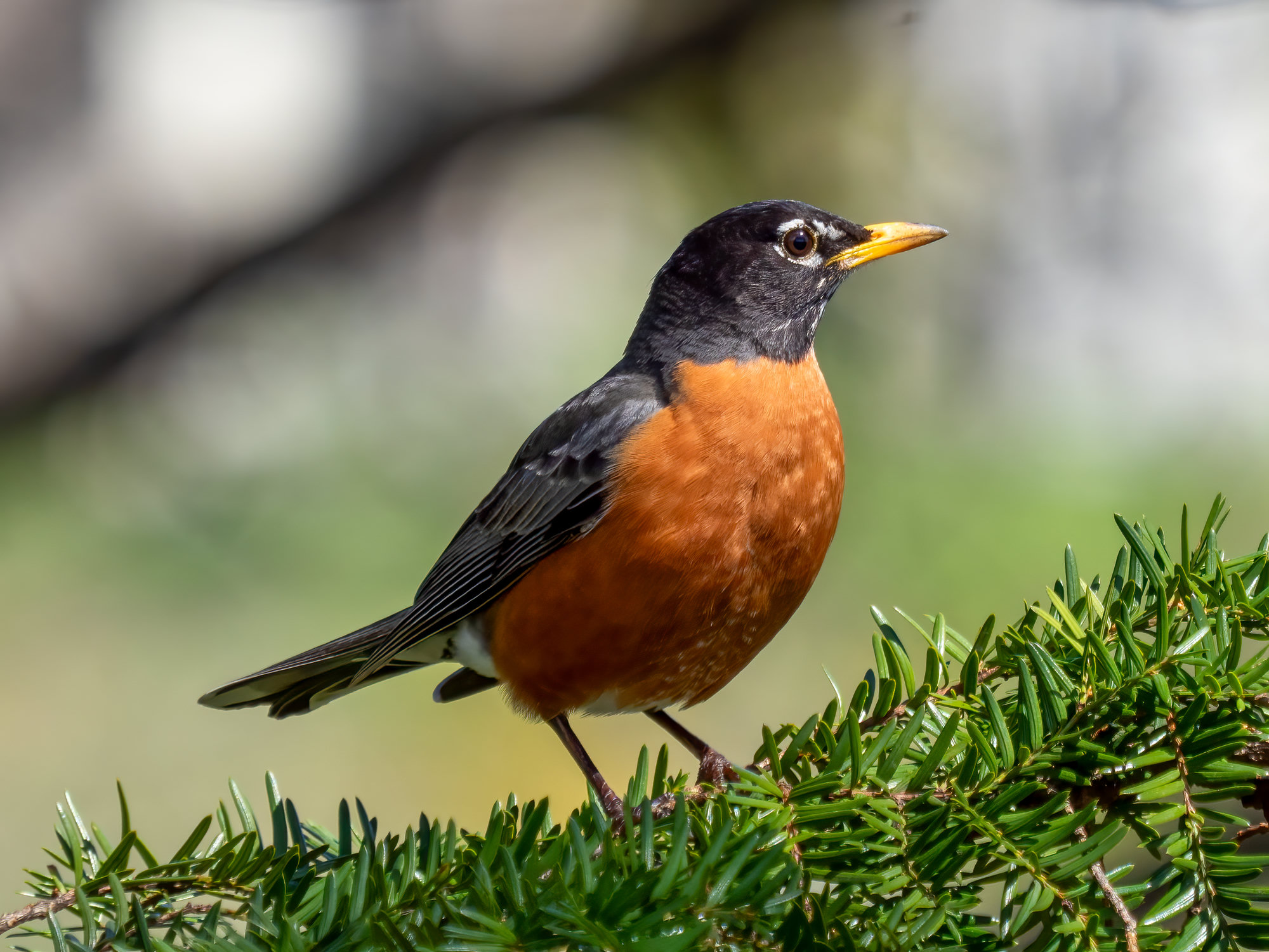 An American robin perched on a fir branch, with a dark grey-black head broken by white eye-arcs, a grey-brown back, a brick-orange breast and a yellow bill.