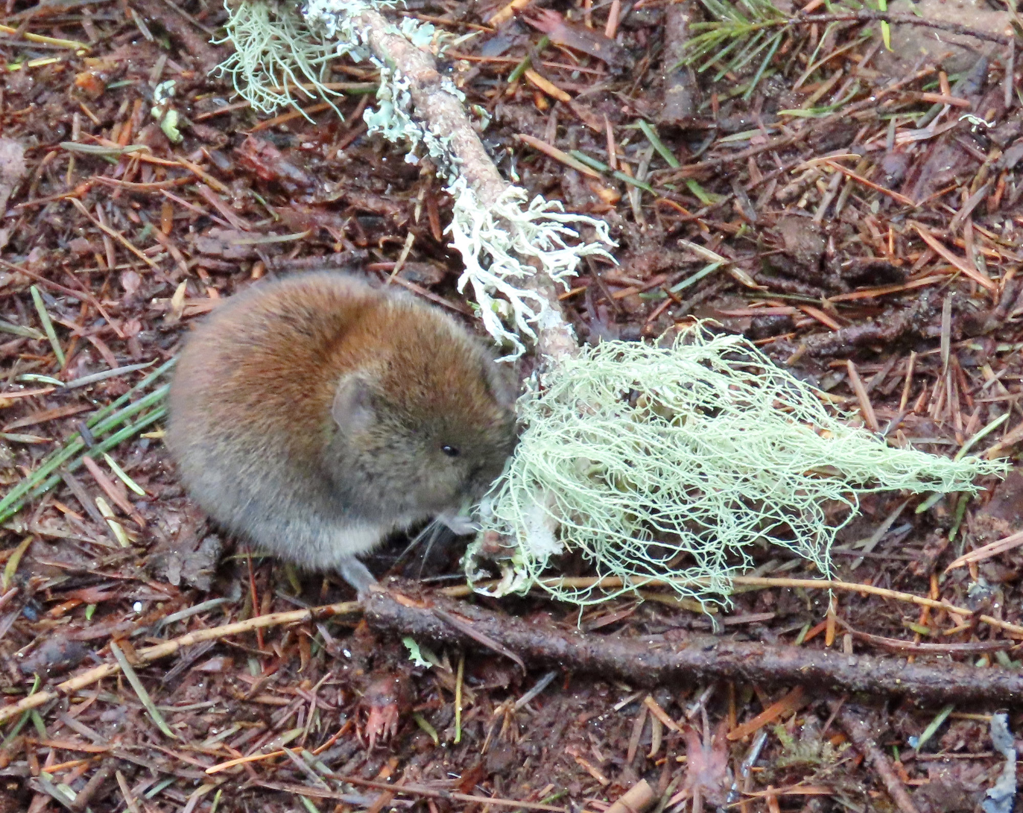 A southern red-backed vole feeding on pale lichen on the forest floor, its reddish back showing.