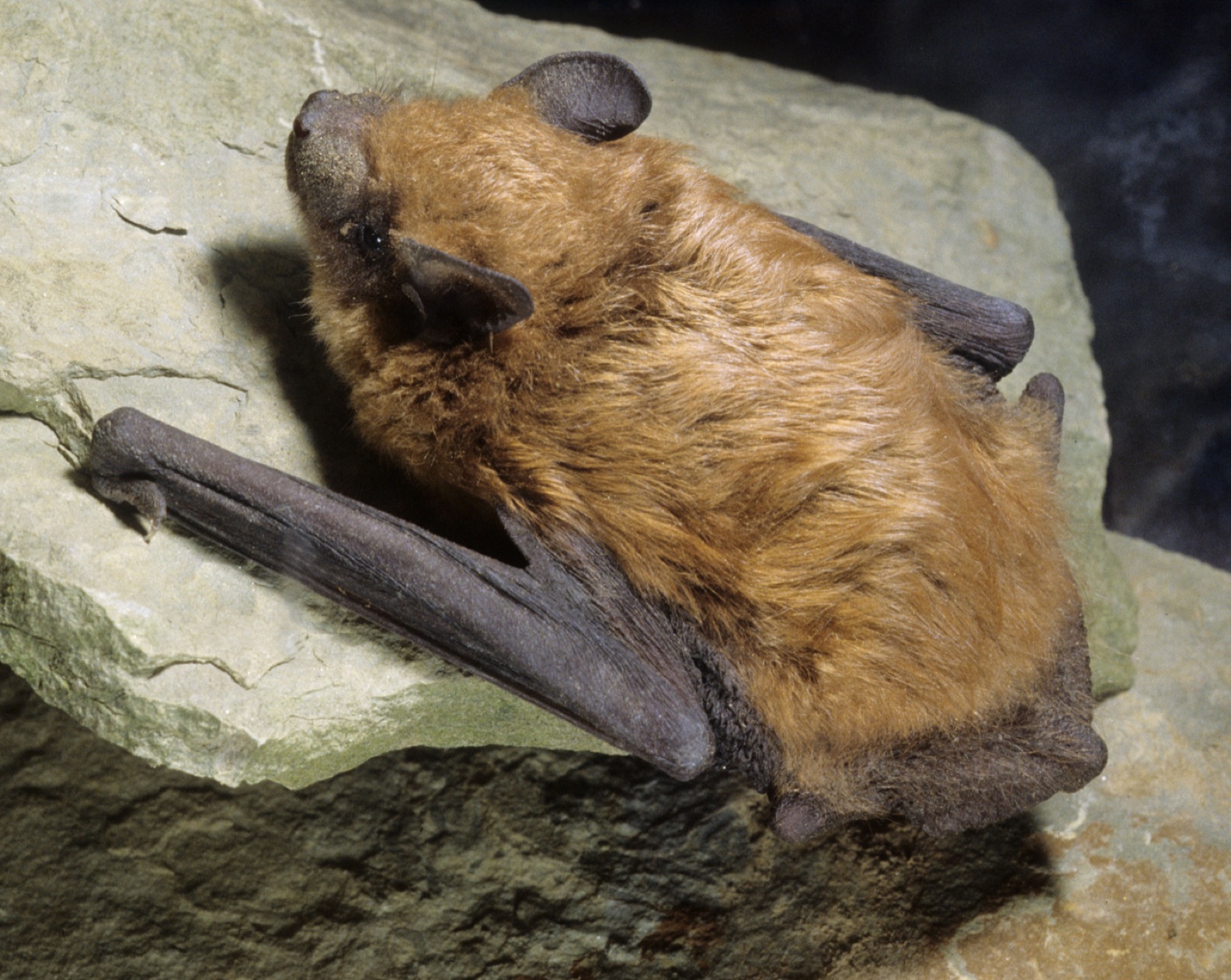 A brown bat crouched on pale rock with its wings folded and its eyes open.
