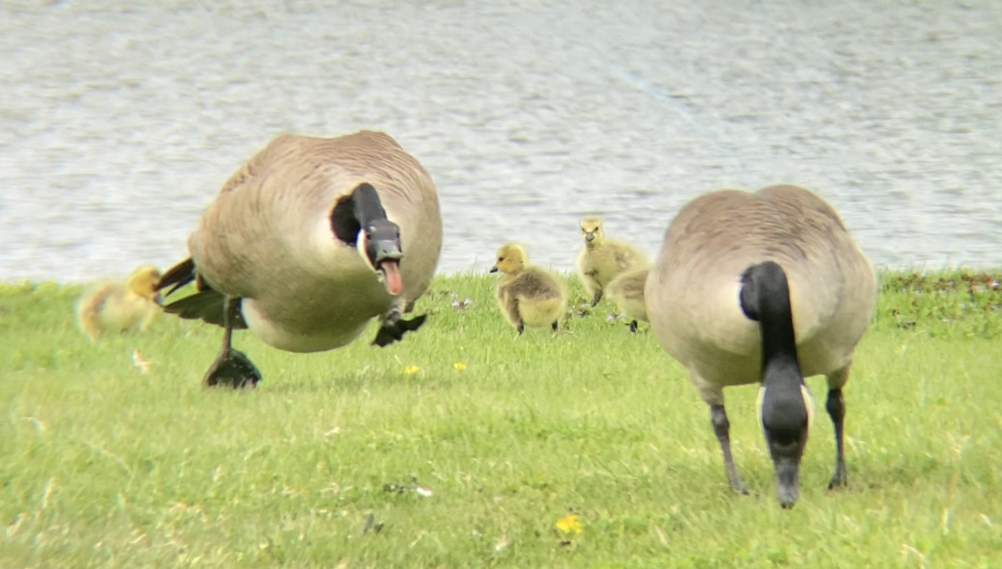 A pair of Canada geese on a lakeside lawn with small yellow goslings gathered between them.
