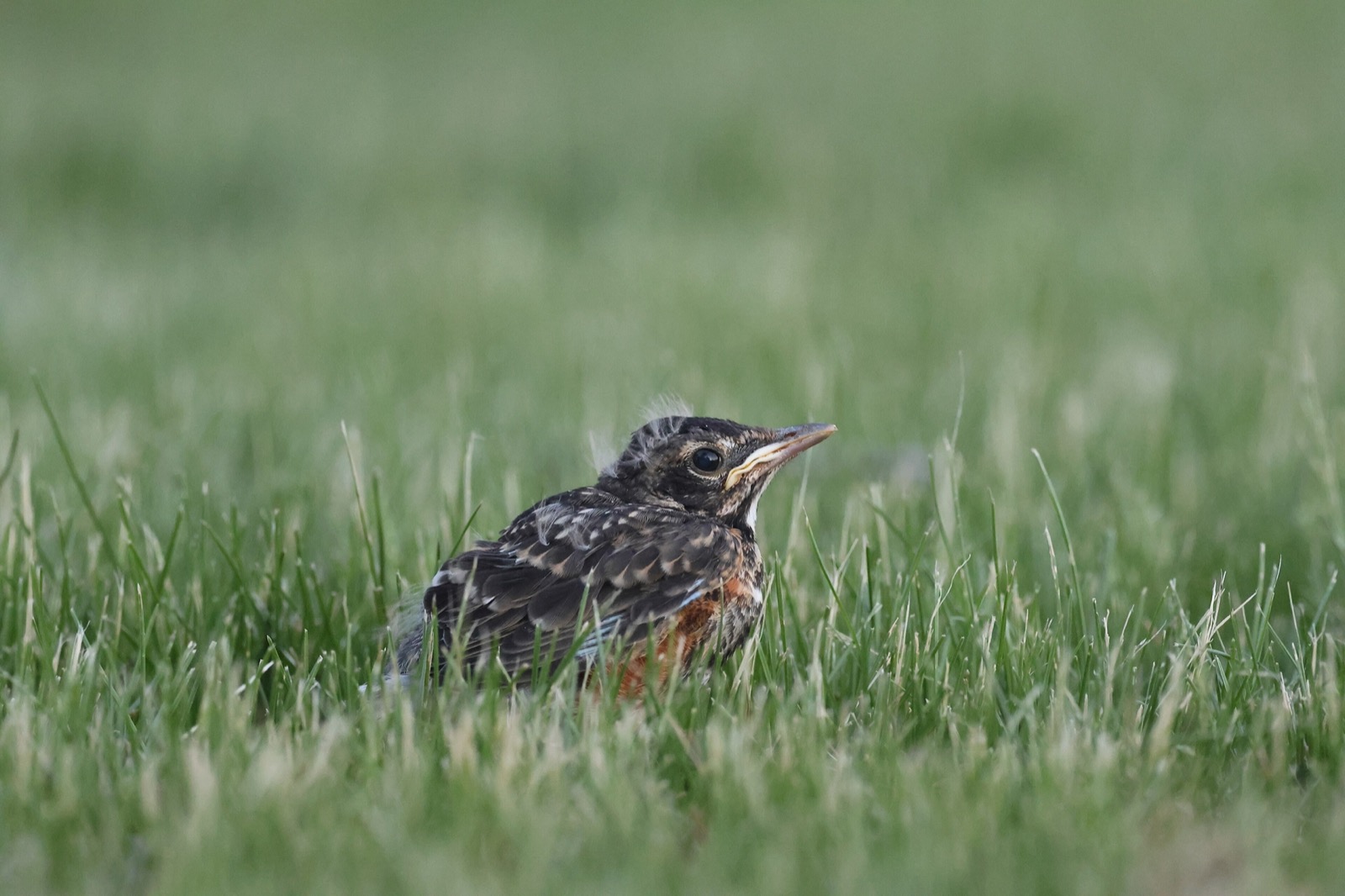 A fully feathered American robin fledgling sitting upright in mown grass, speckled breast and short tail, alert and unhurt.