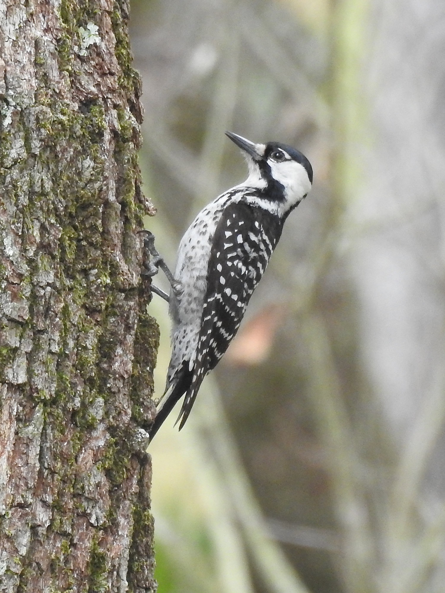 A red-cockaded woodpecker clinging to a pine trunk, with a black cap, a large white cheek patch and a black-and-white barred back.