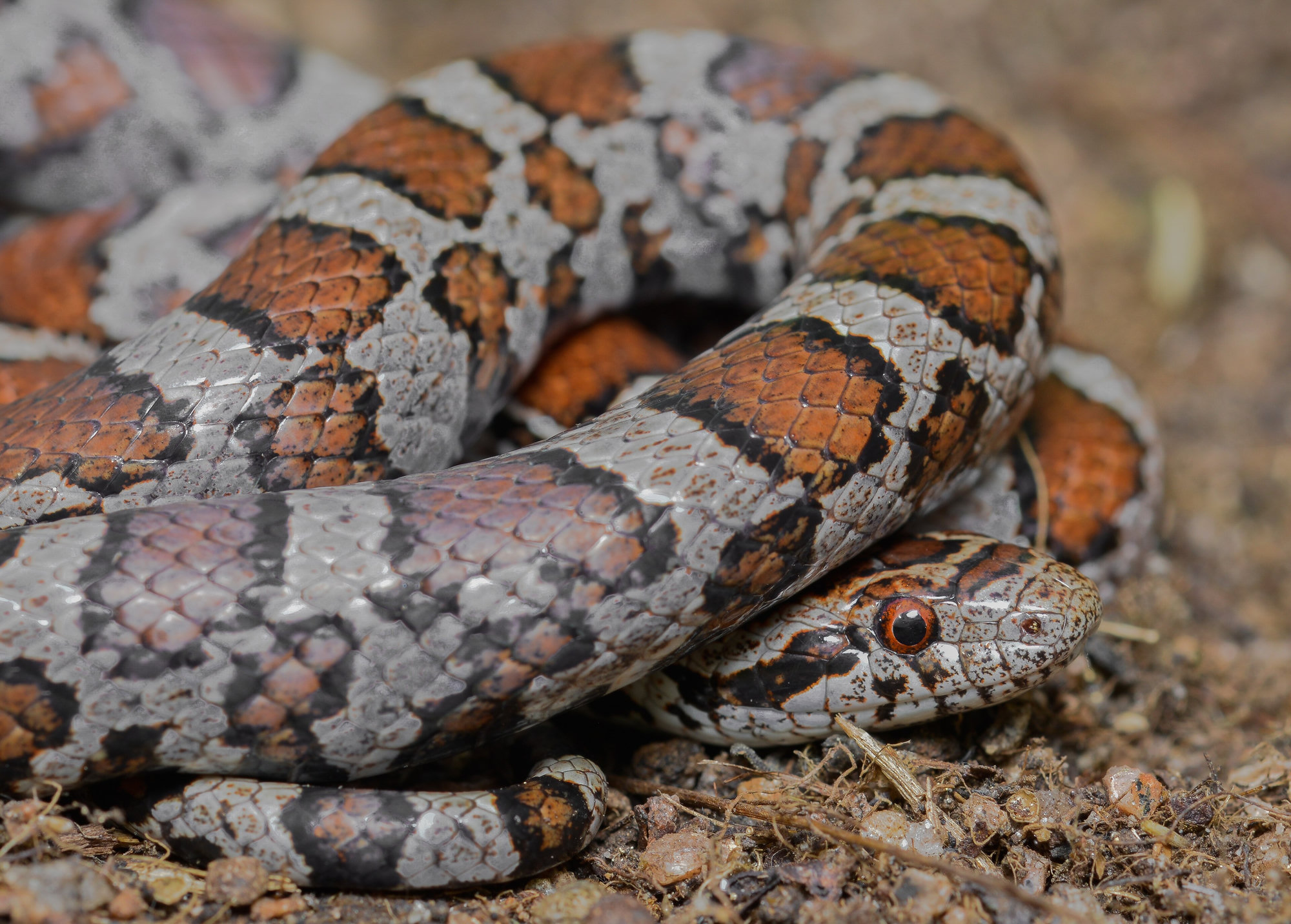 An eastern milksnake coiled on the ground, grey with reddish-brown blotches outlined in black along its back.