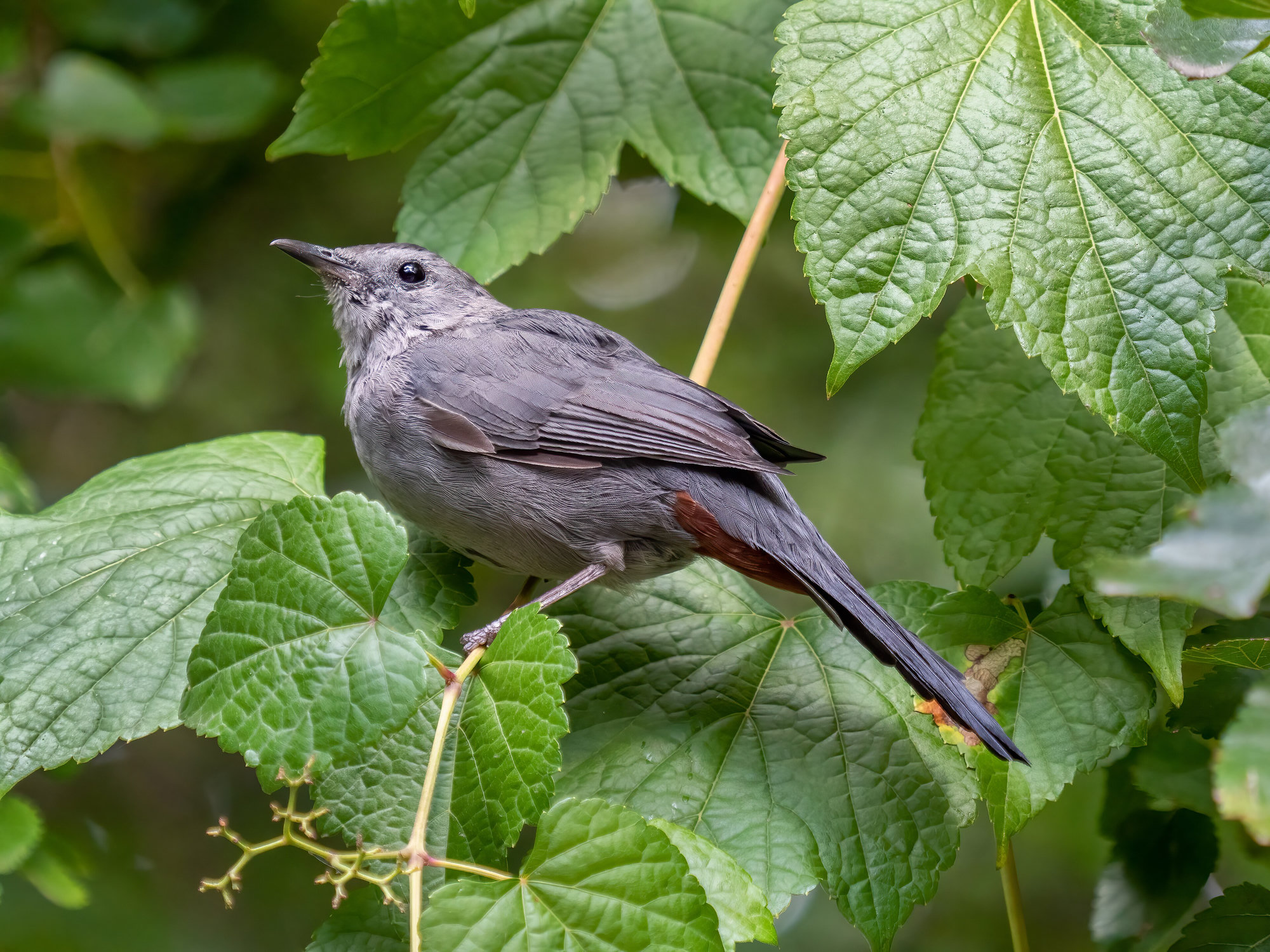 A gray catbird perched among grape leaves, slate-grey all over with a black cap, a long dark tail and a patch of rusty chestnut under the tail.