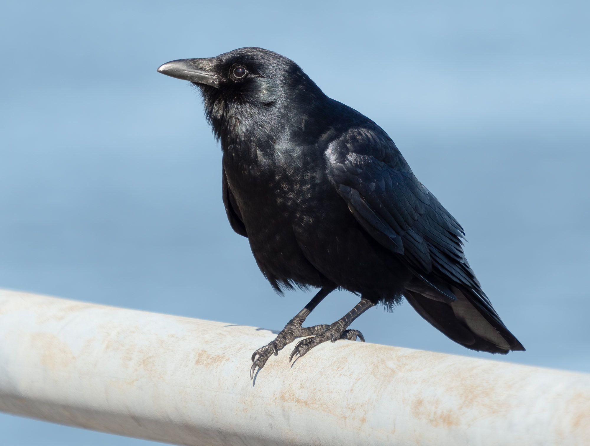 A fish crow perched on a railing by the water, glossy black with a slightly slimmer bill and body than an American crow.