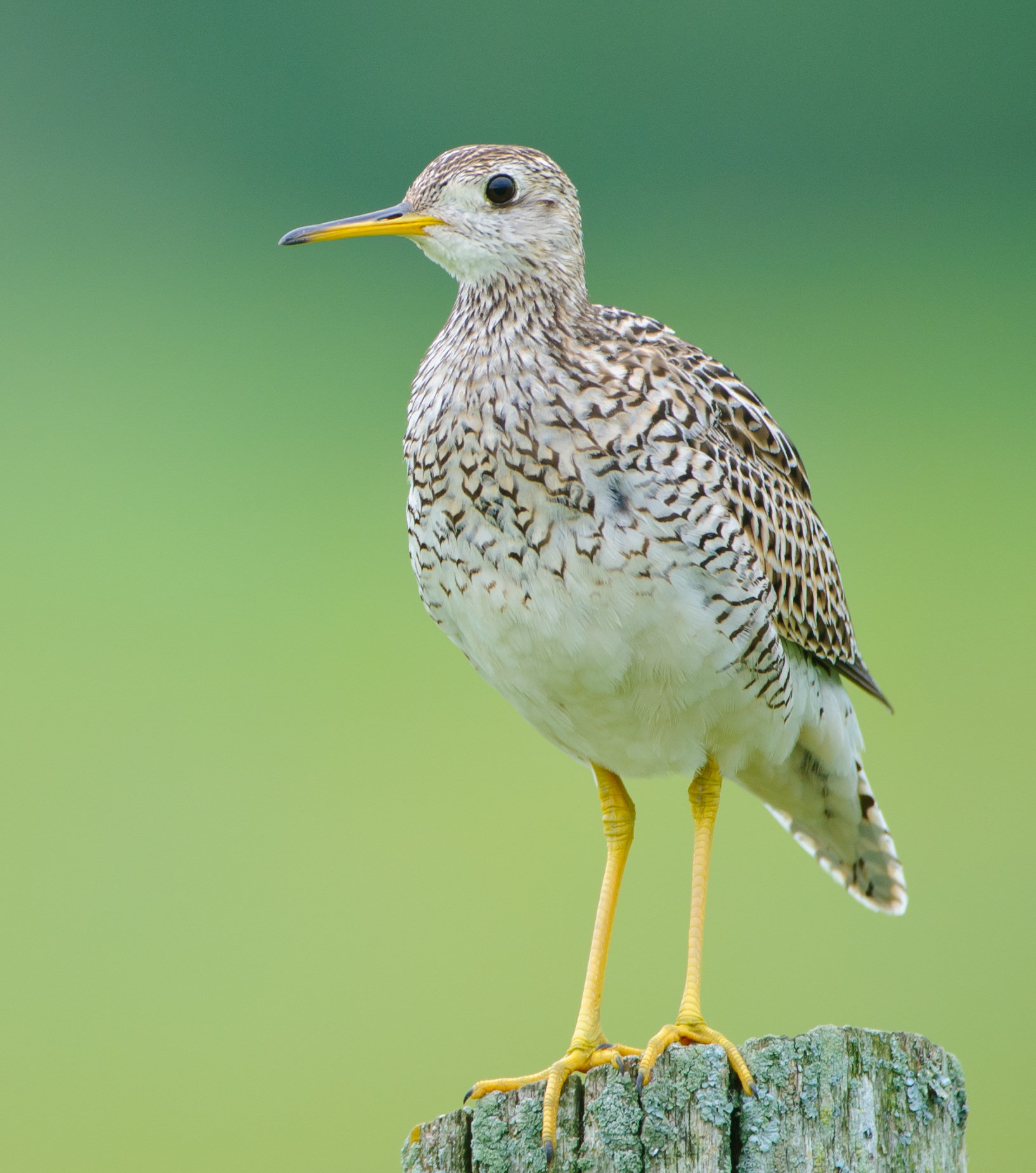 An upland sandpiper standing on a weathered post against a soft green background, its small head, large eye and yellow legs showing.