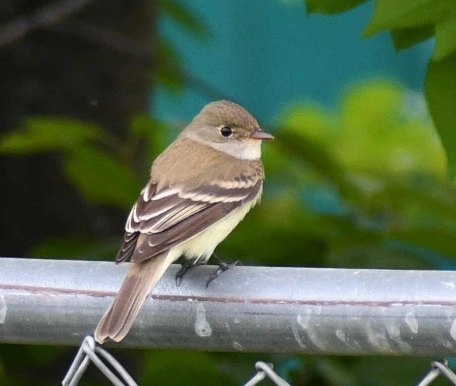An alder flycatcher perched on a metal fence rail, olive-brown with a whitish throat, a faint eye-ring and two pale wing bars.